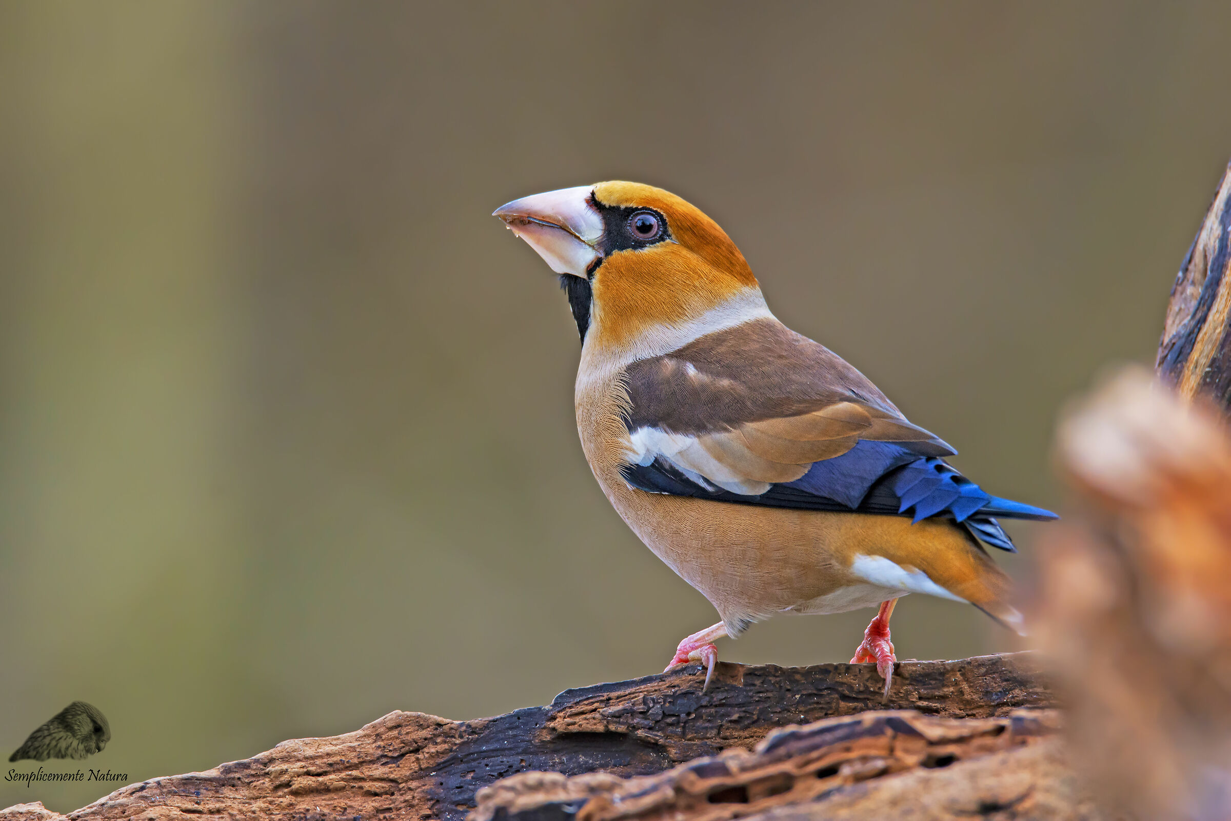 Frosone (Coccothraustes coccothraustes)
