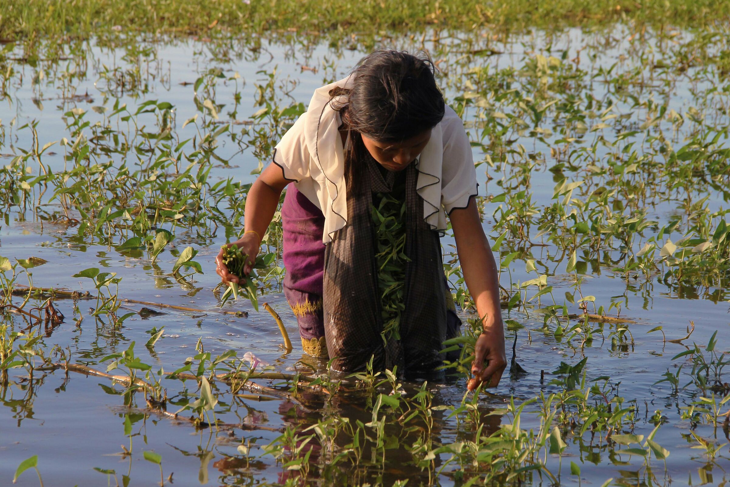 Myanmar: Raccolta del Crescione