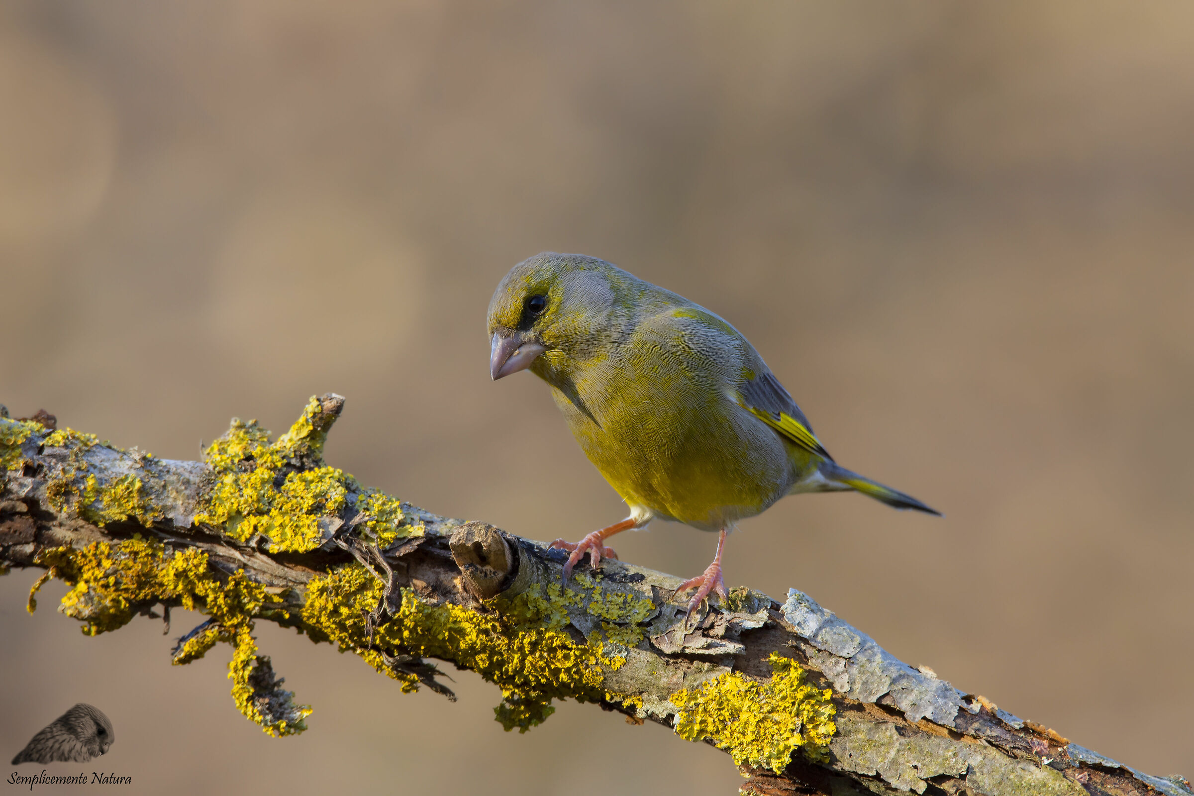 Verdone (Chloris chloris)