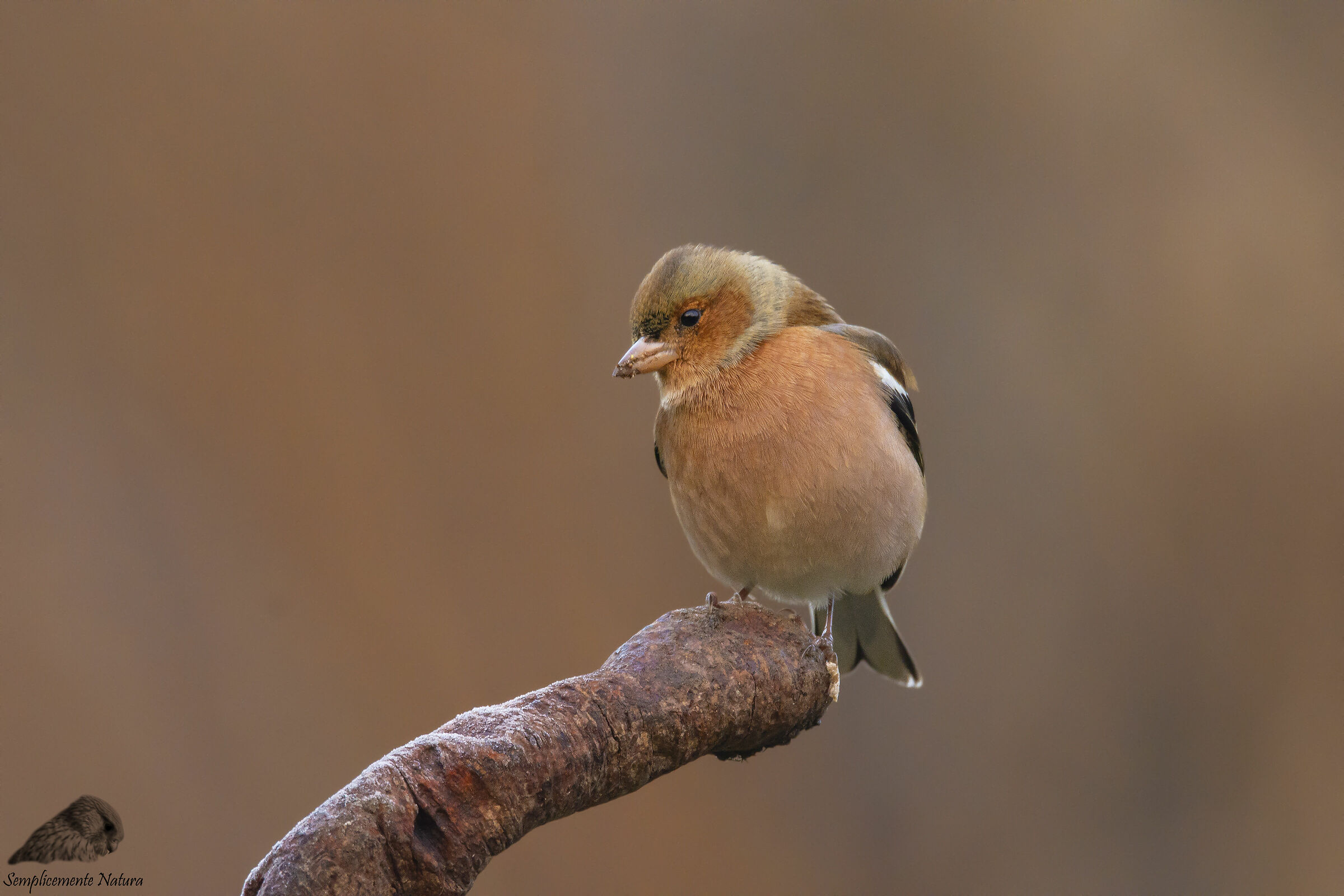 Finches (Fringilla coelebs)