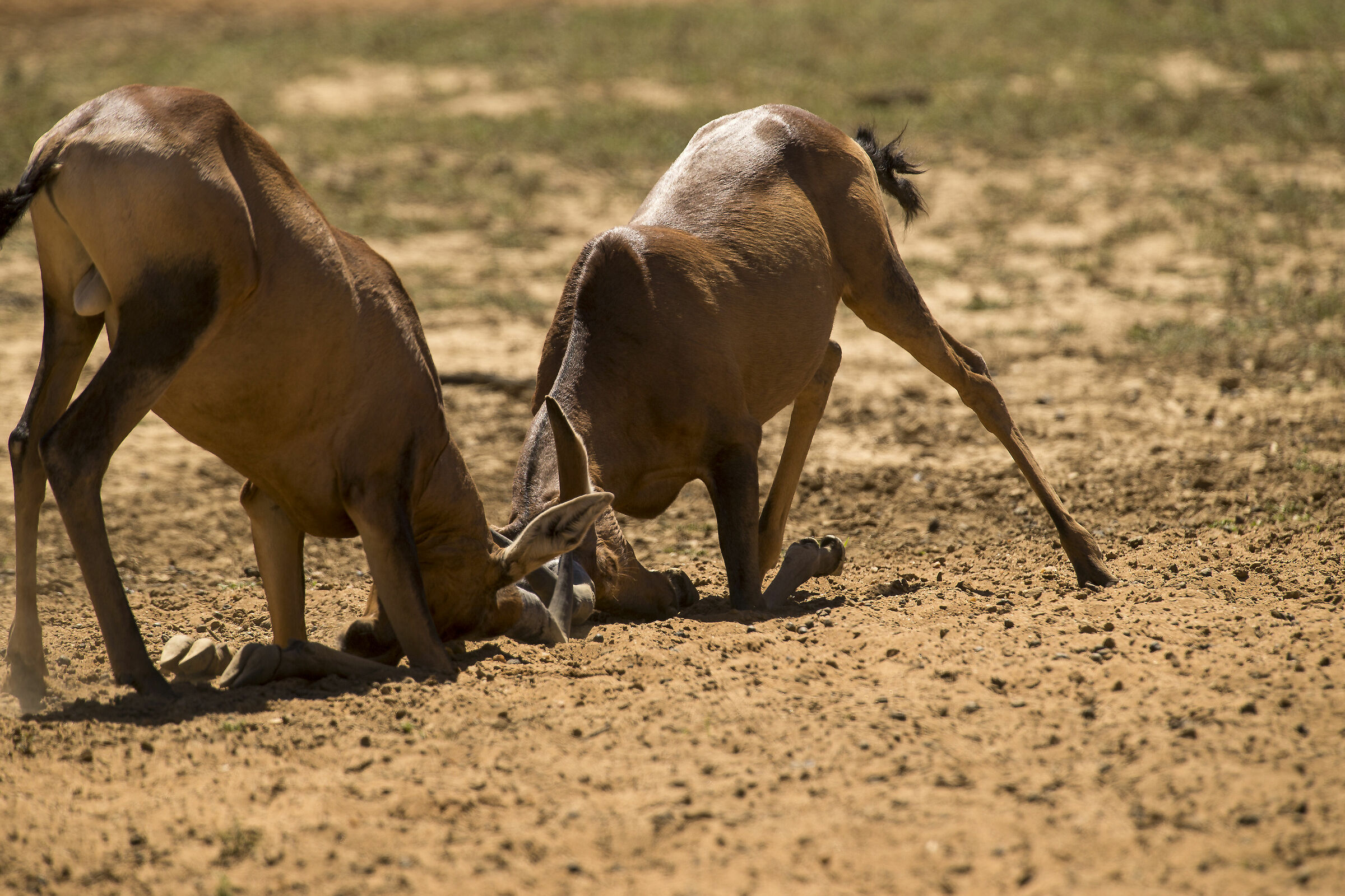 Red Hartebeest 1