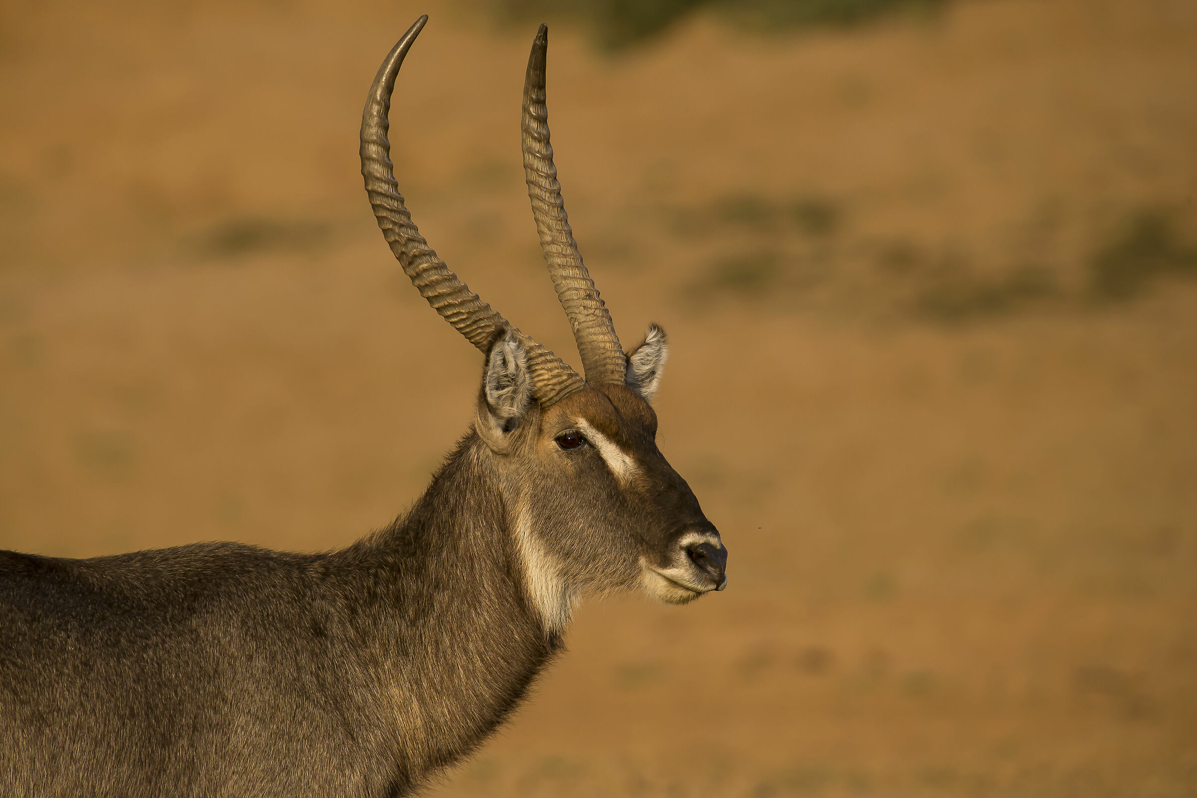 Antilope d'acqua