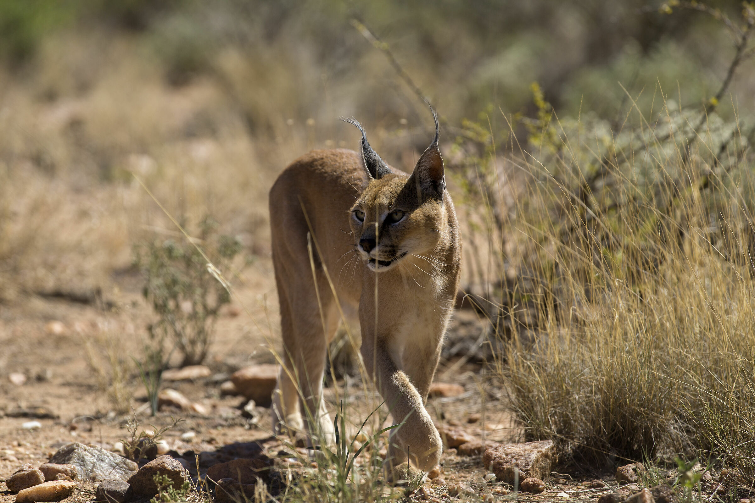 Caracal 1