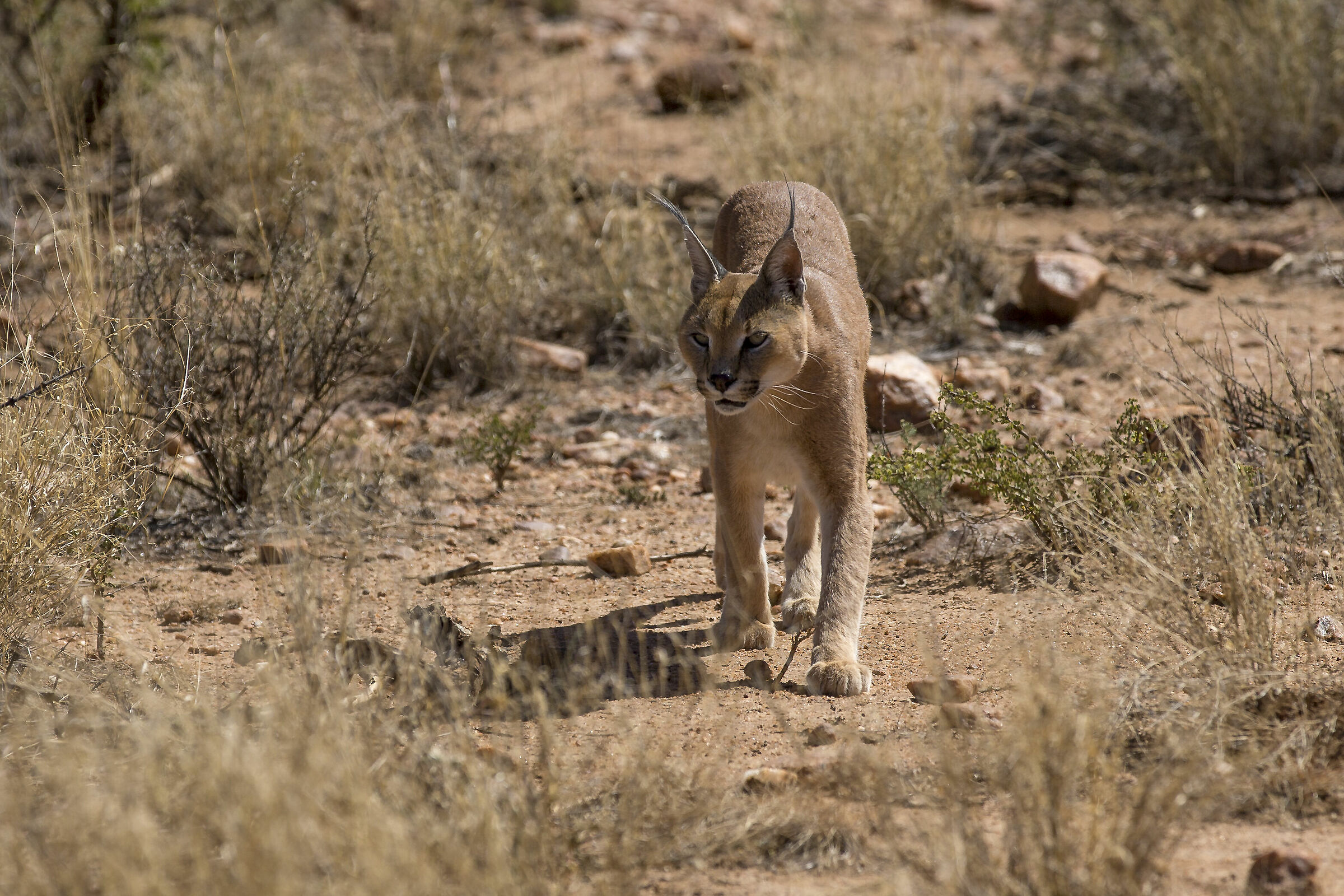 Caracal 2