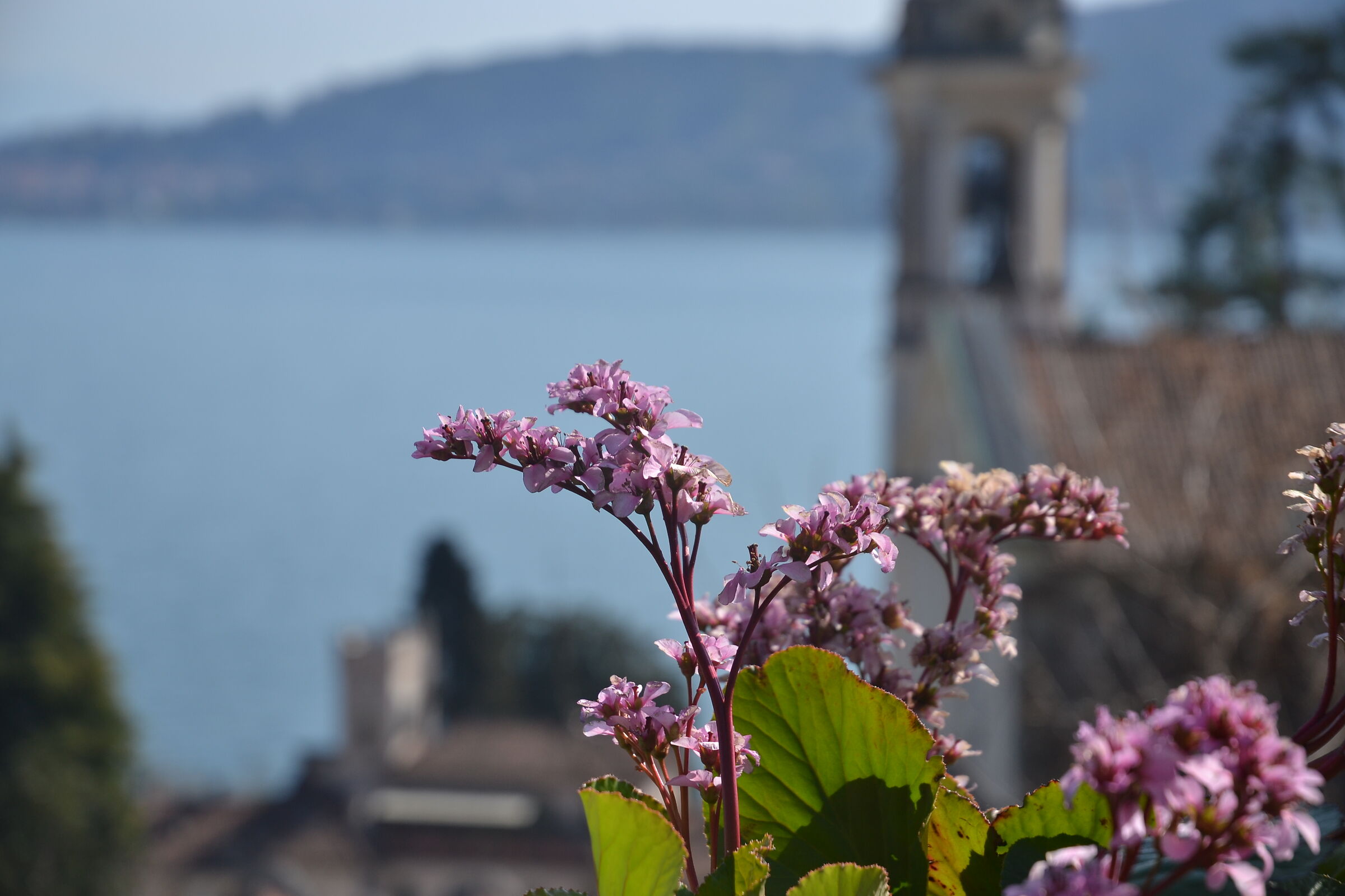 Le prime luci di Primavera sul lago Maggiore