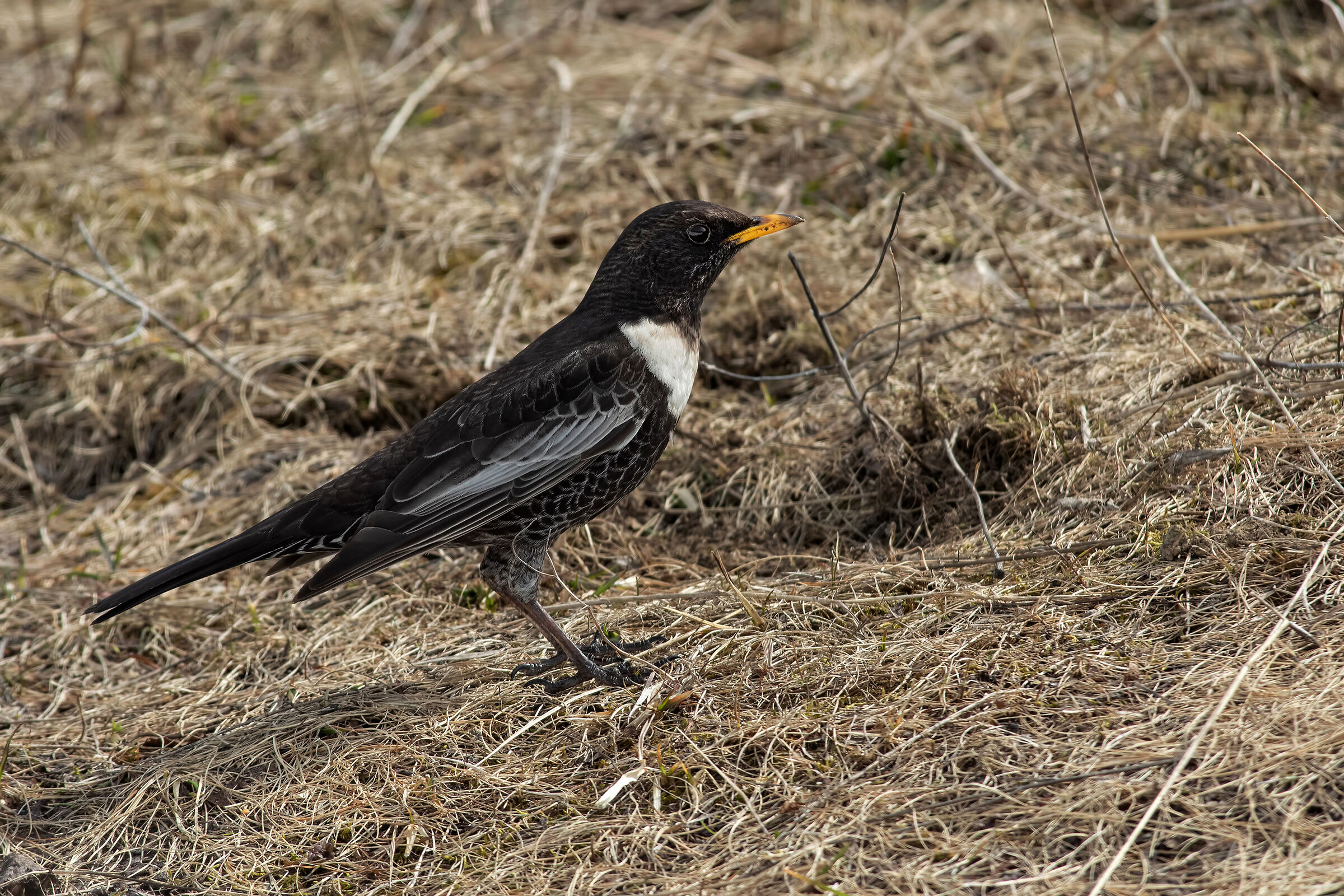 Collared Blackbird