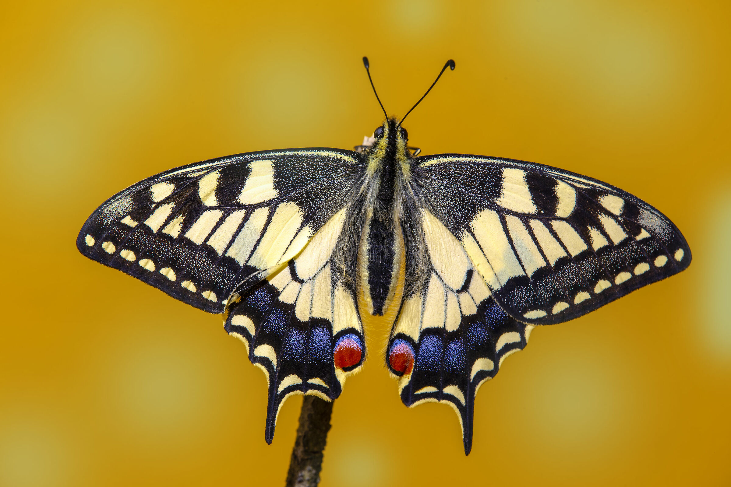 Primogenita covata 2019