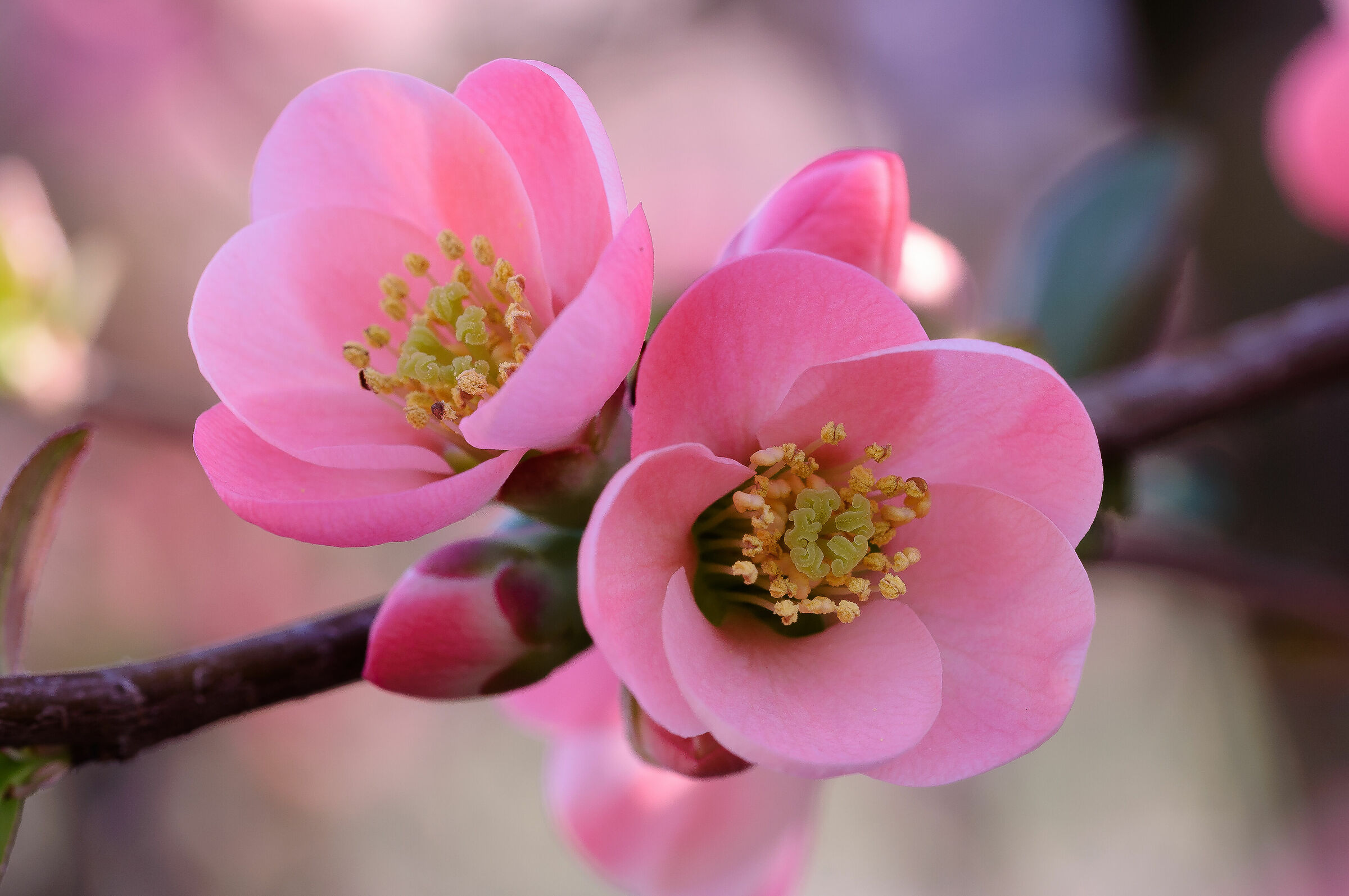 Fiore
