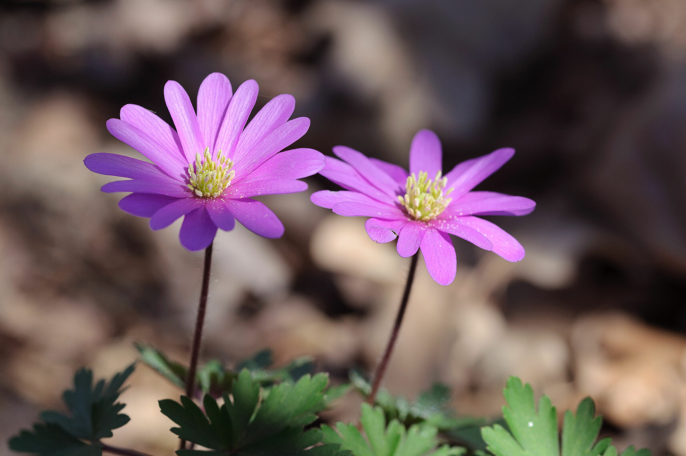 Fiori