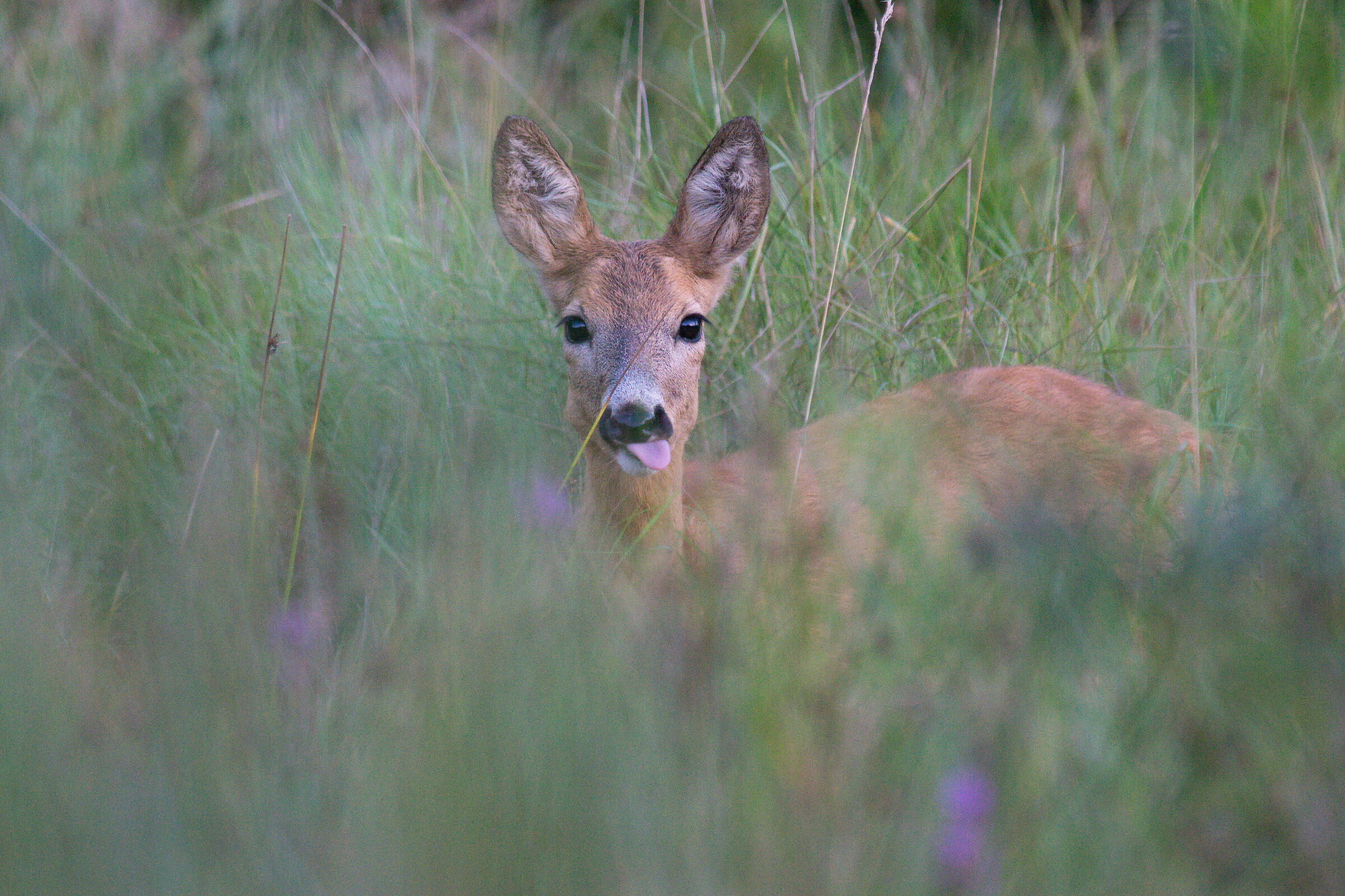 Roe deer (Capreolus capreolus)