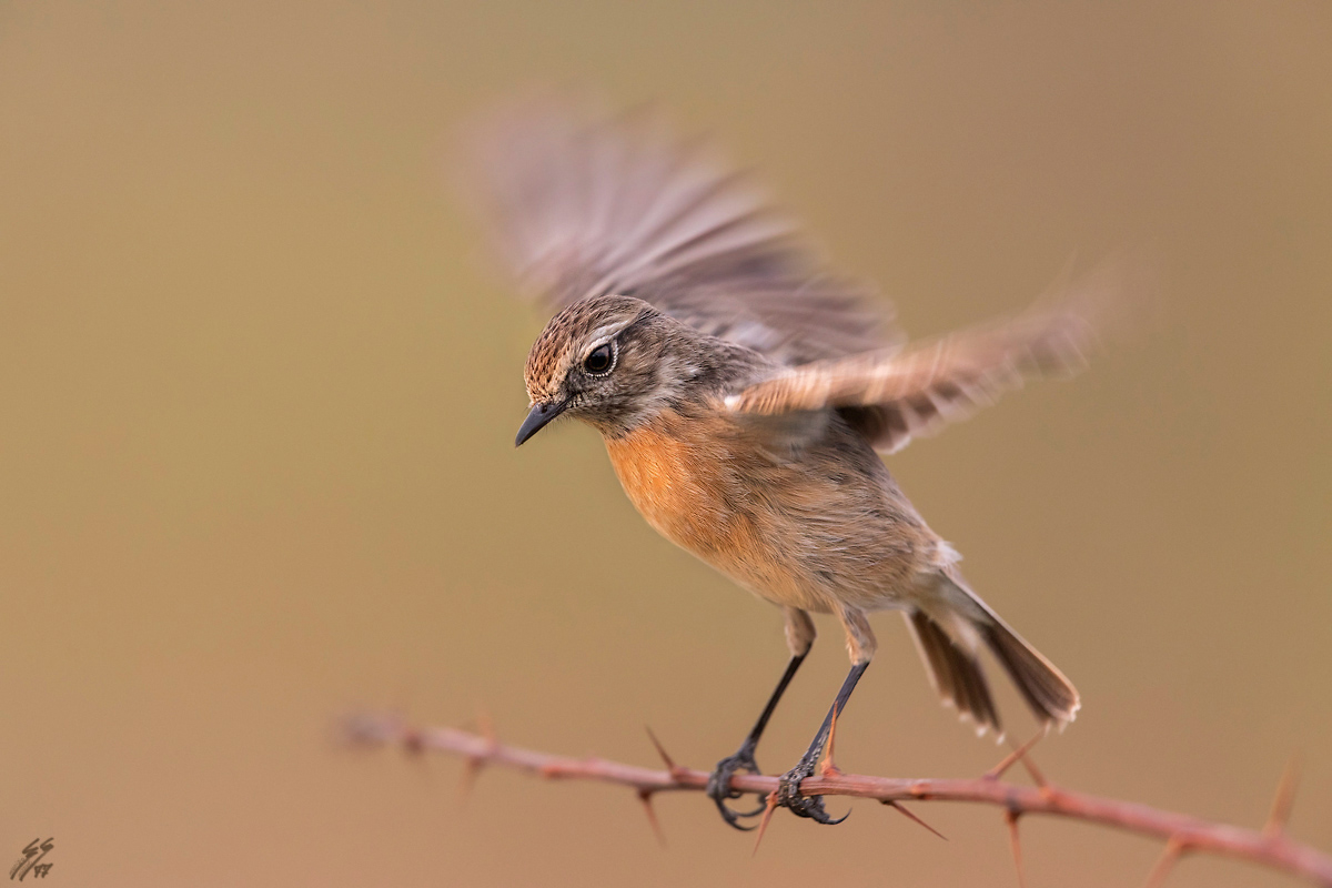 ..saltimpalo femmina..