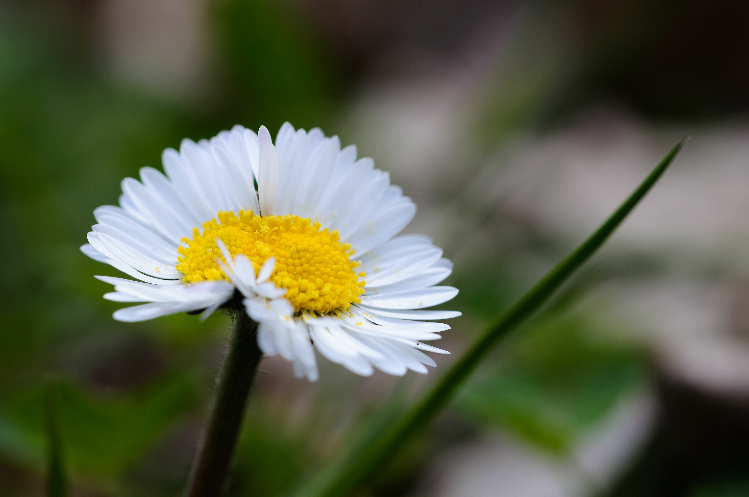 Bi-daisy