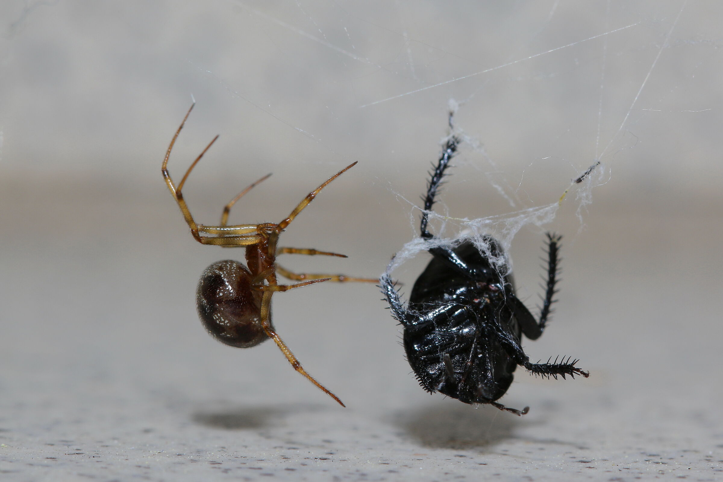 Nella tela del ragno