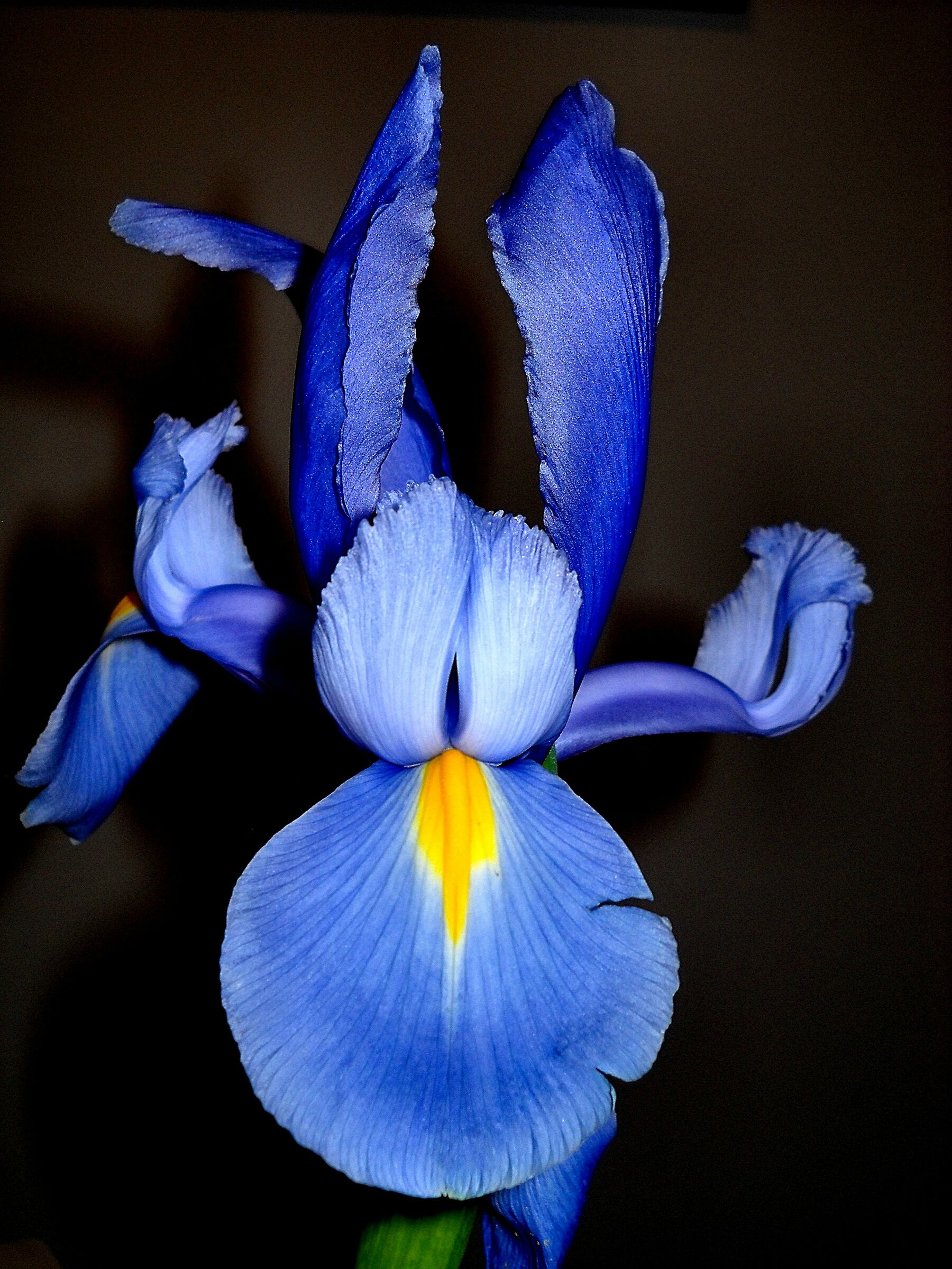 Iris