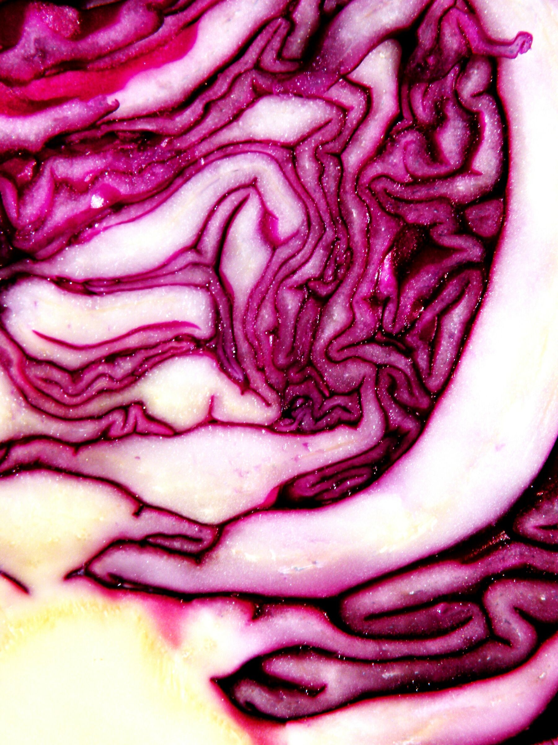 Cavolo Rosso