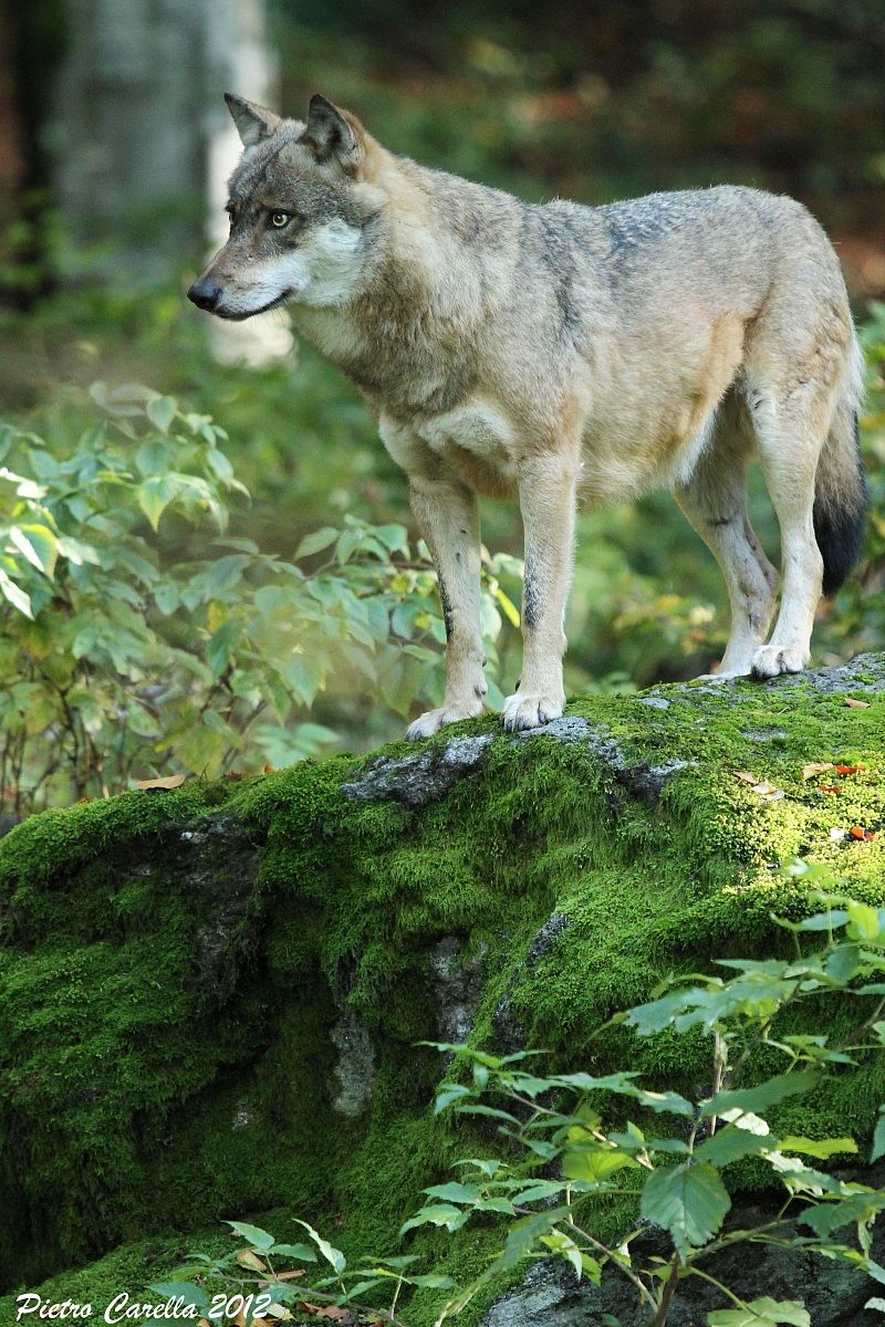 The gentleman in the green