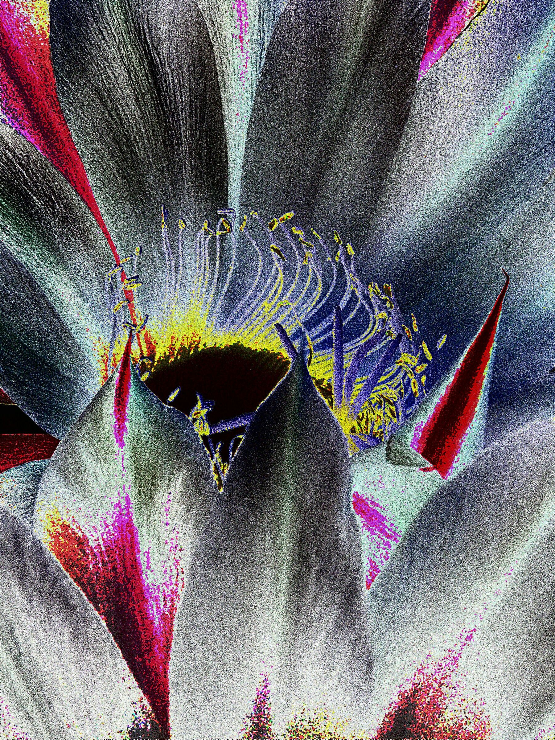 Echinopsis solarizzazione