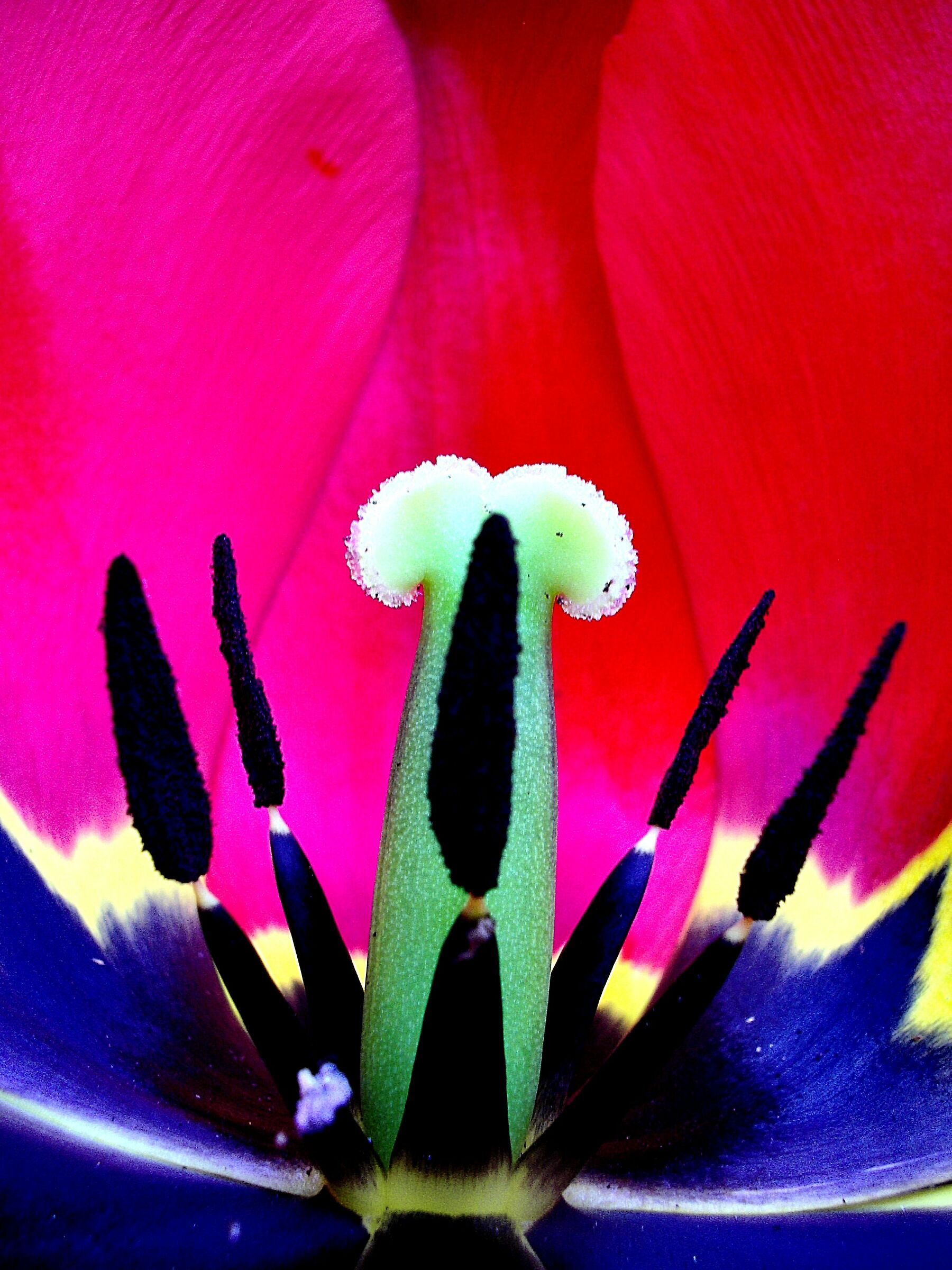 Tulipano