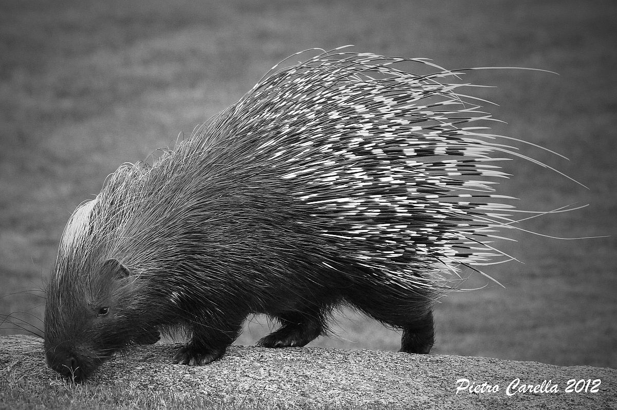 Porcupine