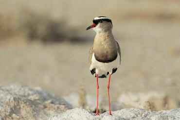 Vanellus coronatus