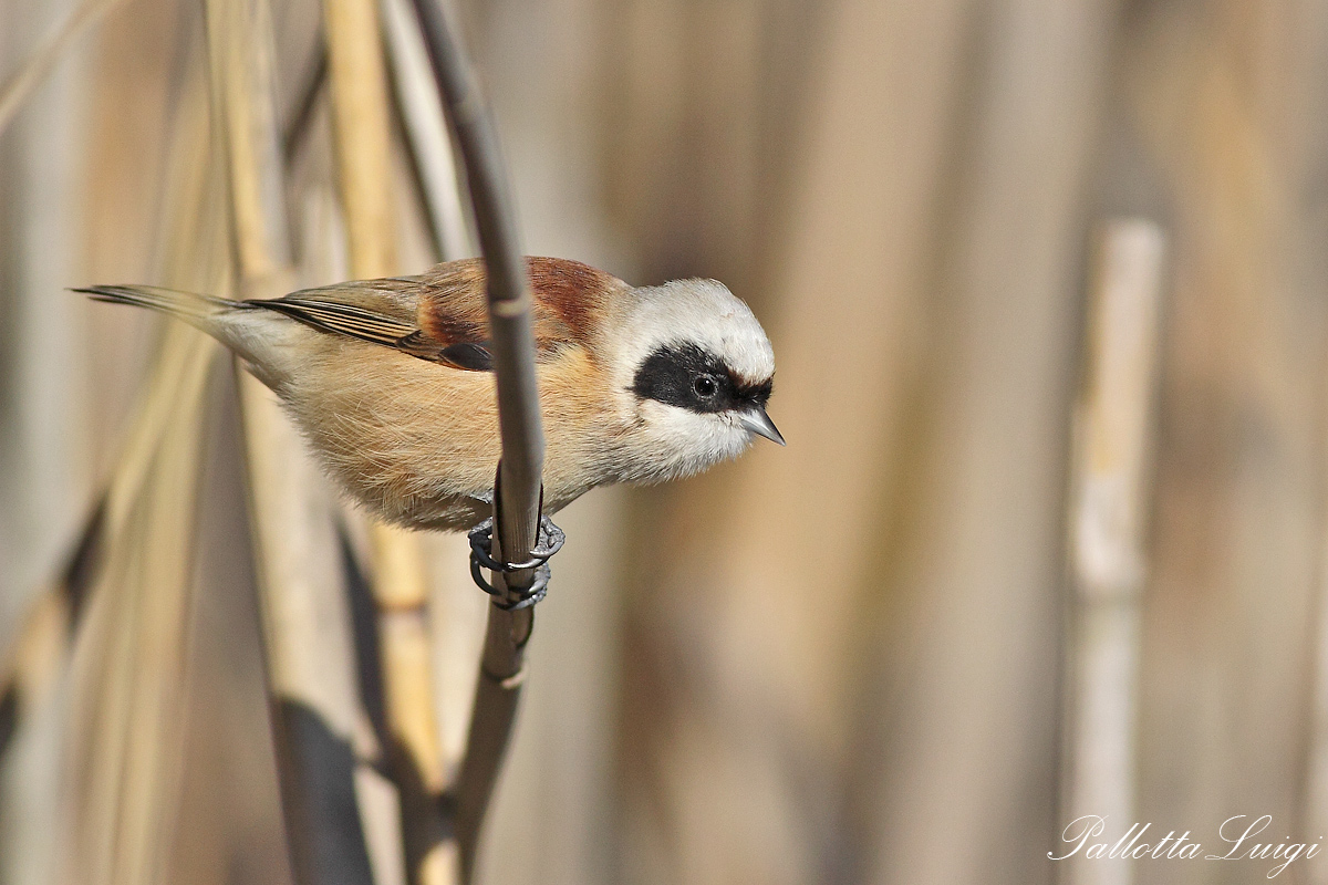 Pendolino (Remiz pendulinus)