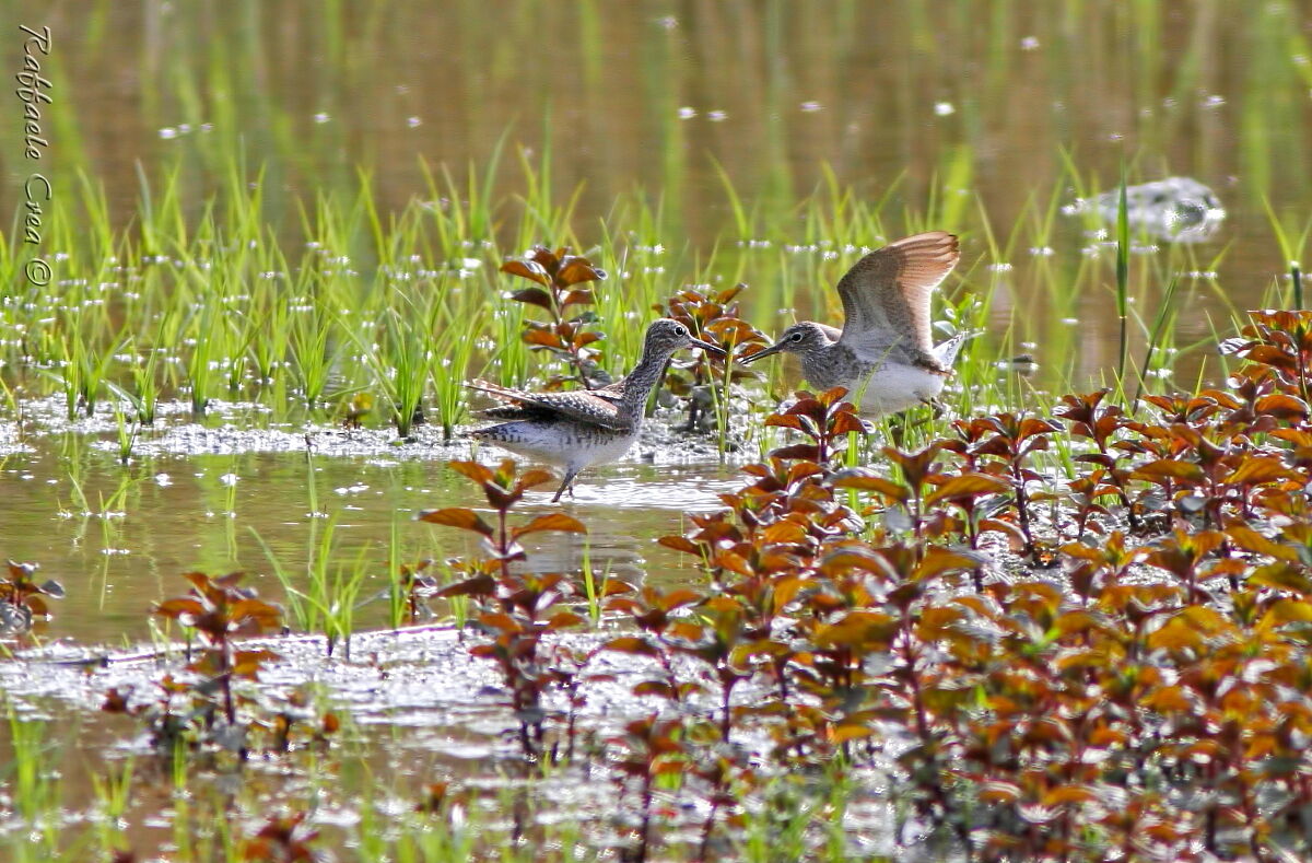 Piro Piro Boscherecci