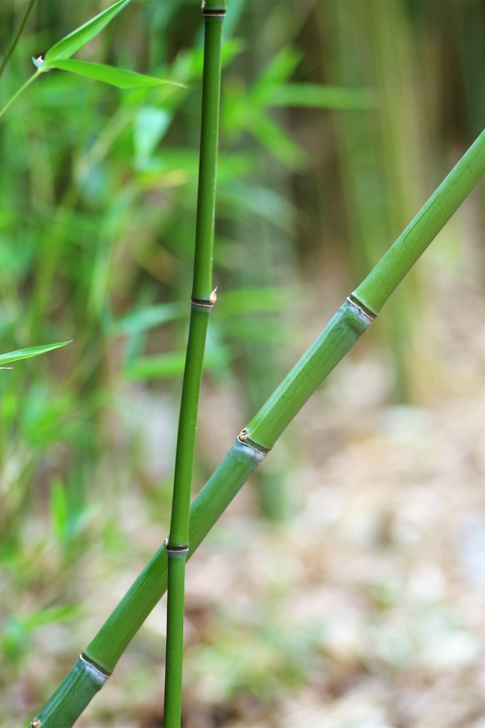 Bamboo Canes