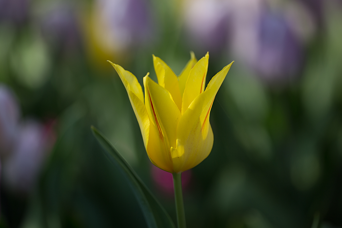 Tulip Messer at Pralormo-1