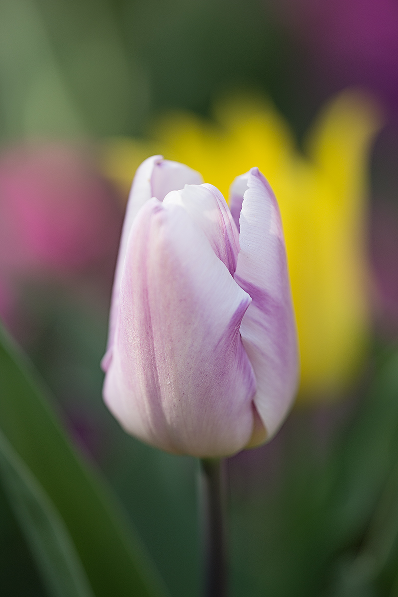 Tulip Messer at Pralormo-2