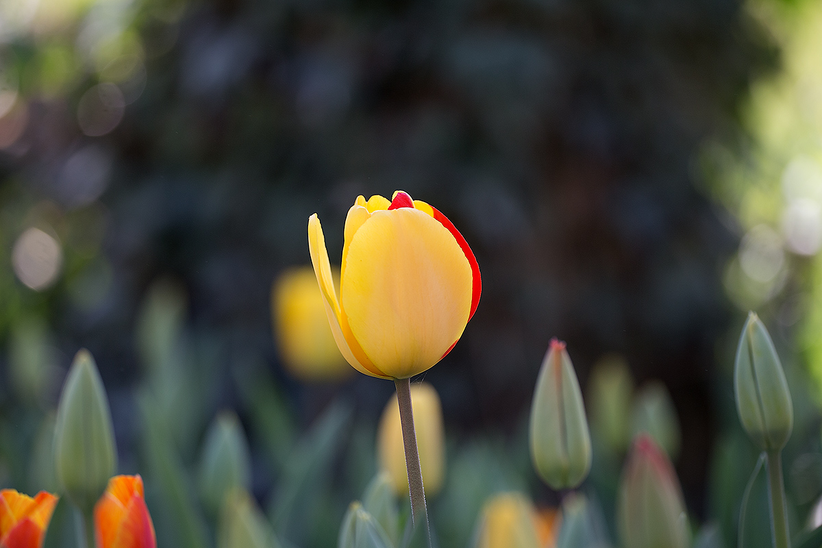 Messer Tulipano in Pralormo-3