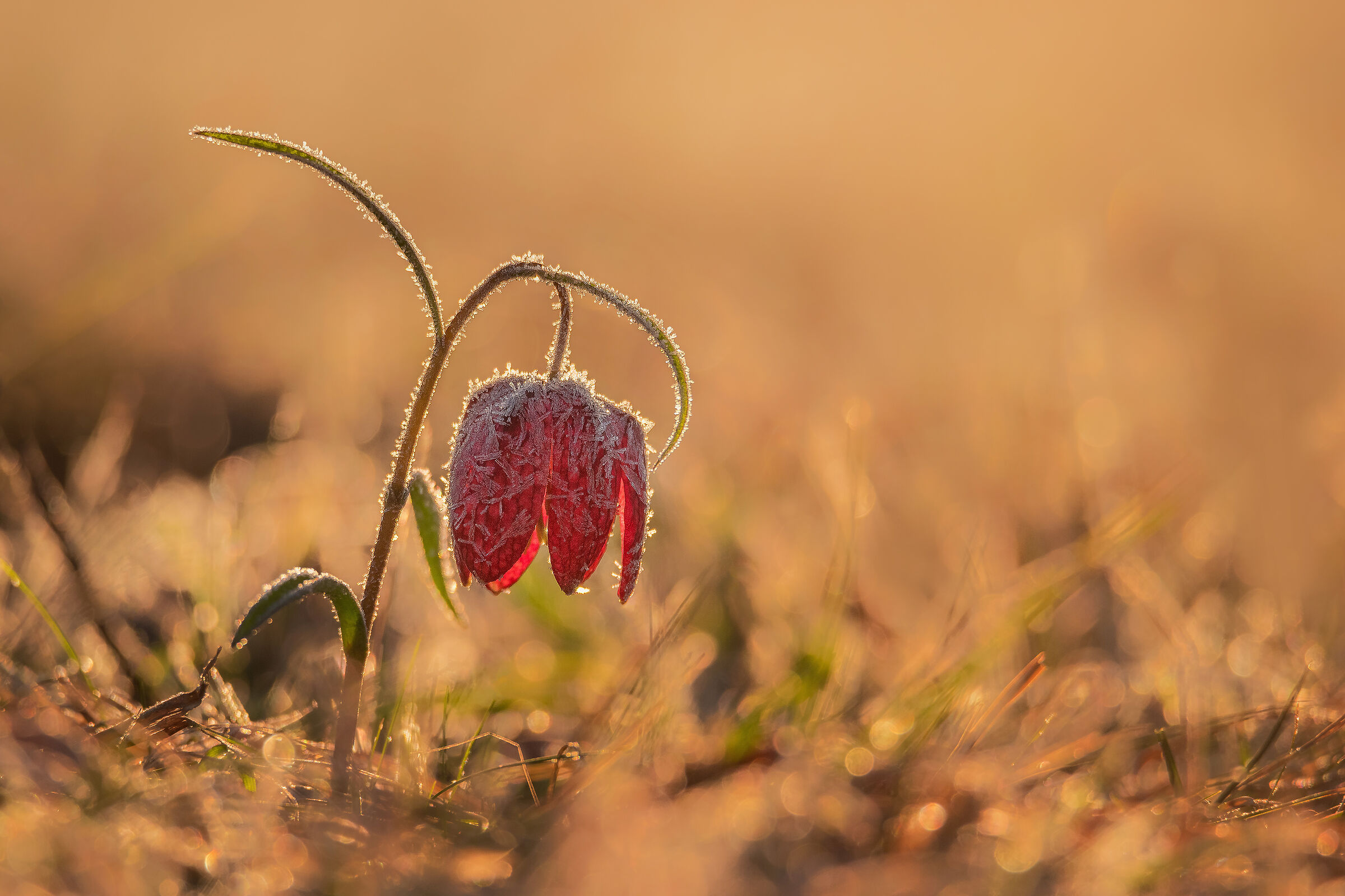 Fiore Fritillare