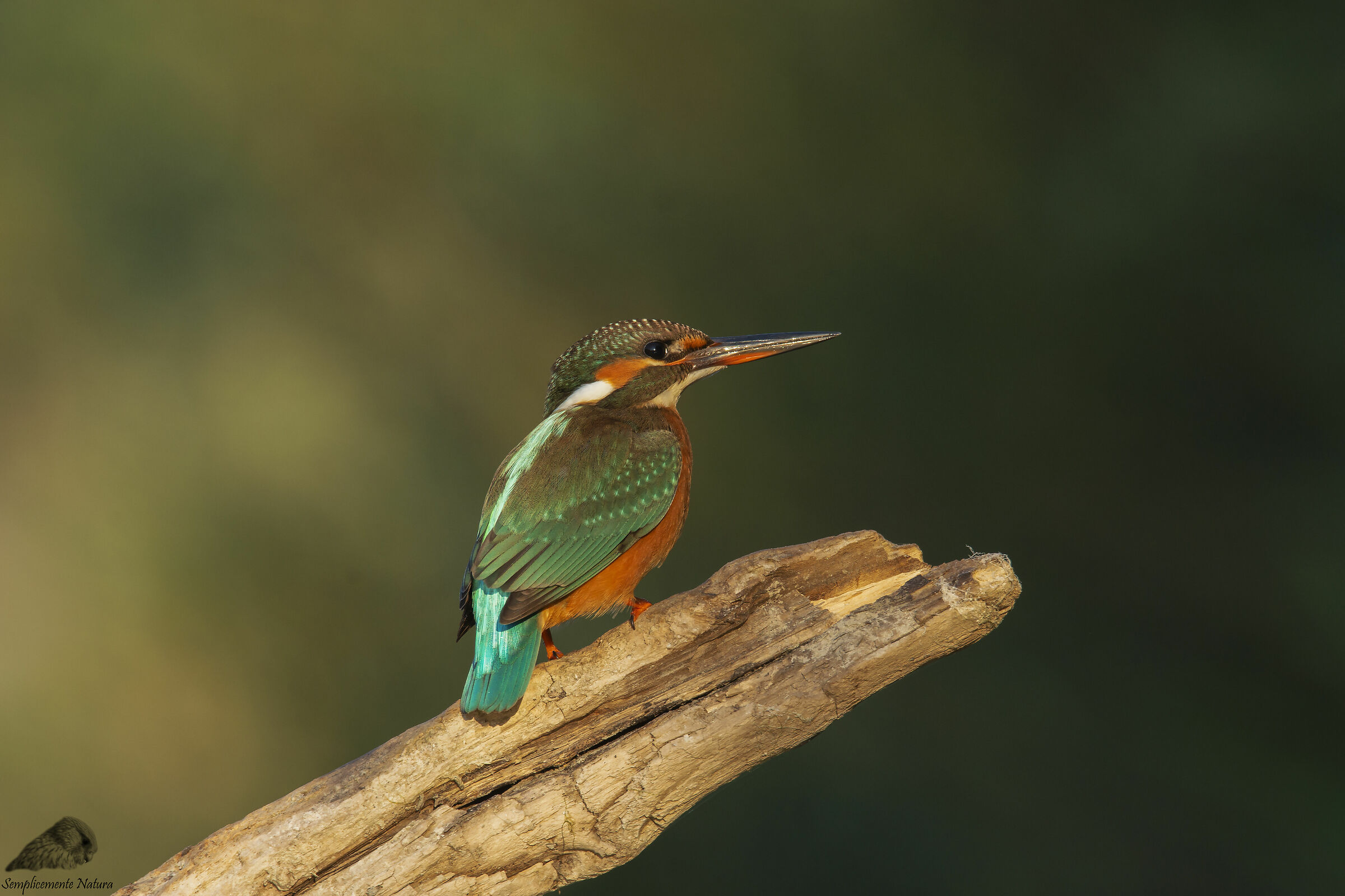 Kingfisher (Alcedo atthis)