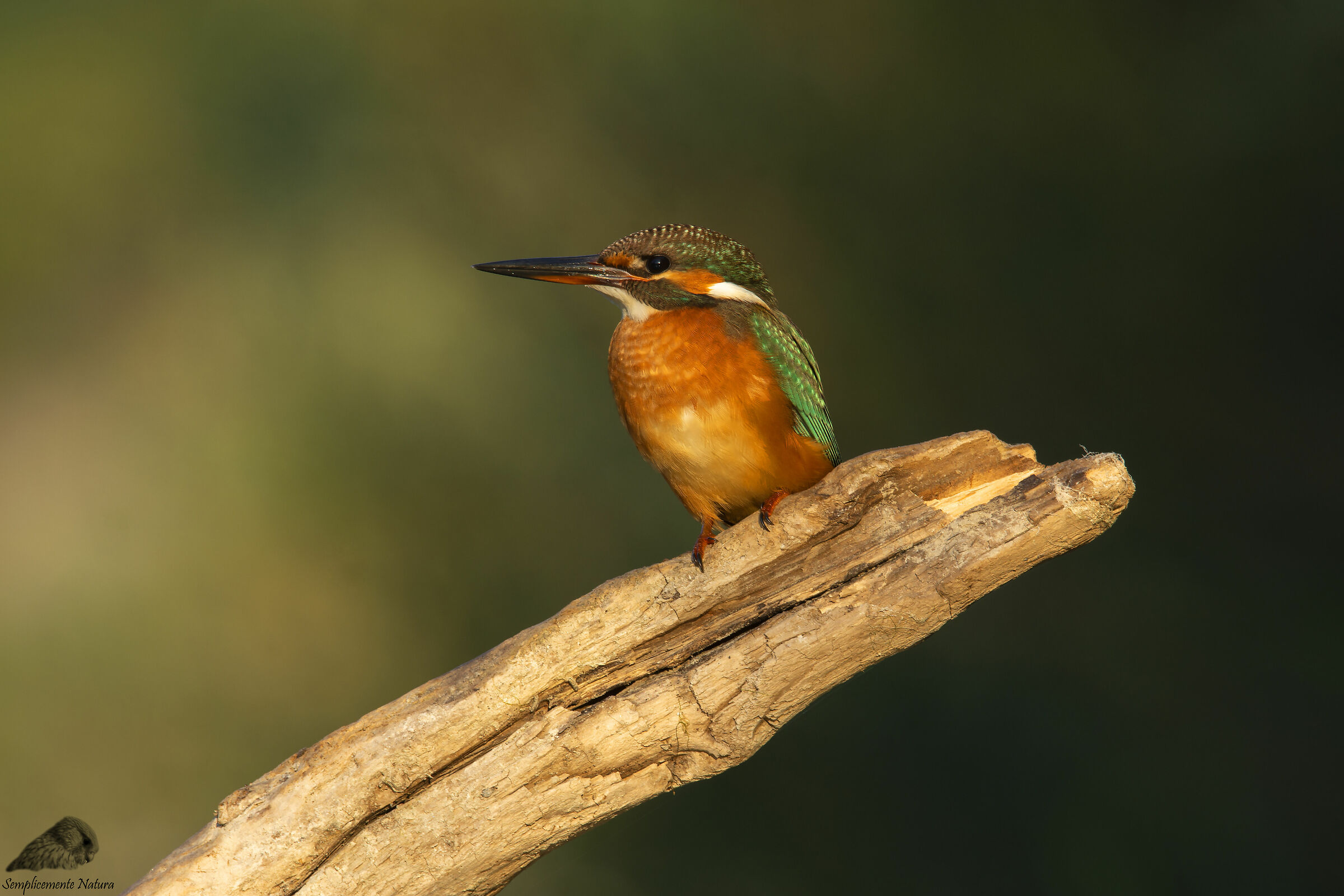 Kingfisher (Alcedo atthis)