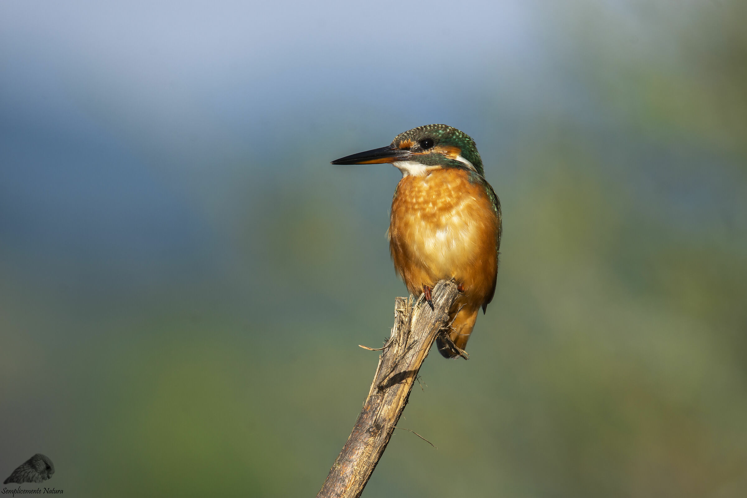 Kingfisher (Alcedo atthis)