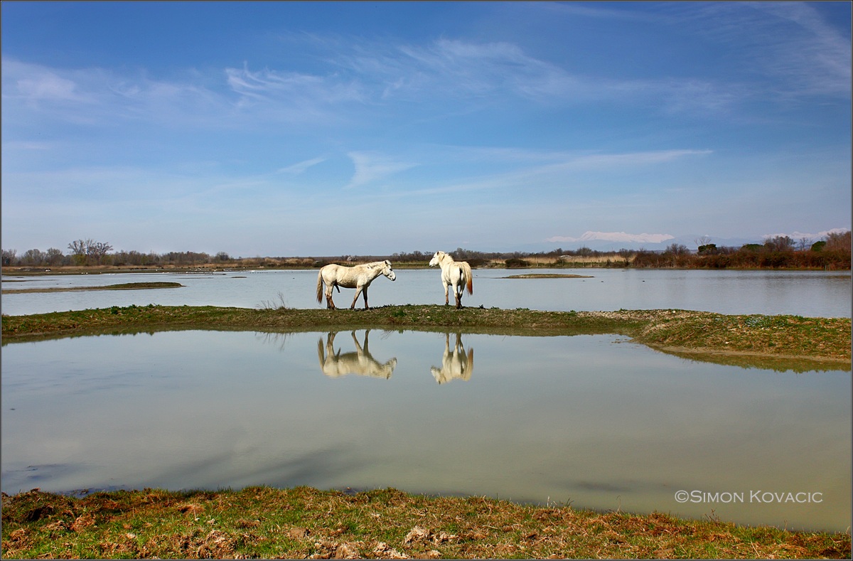 Panorama con cavalli Camargue