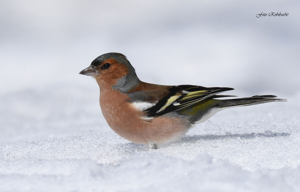Chaffinch...