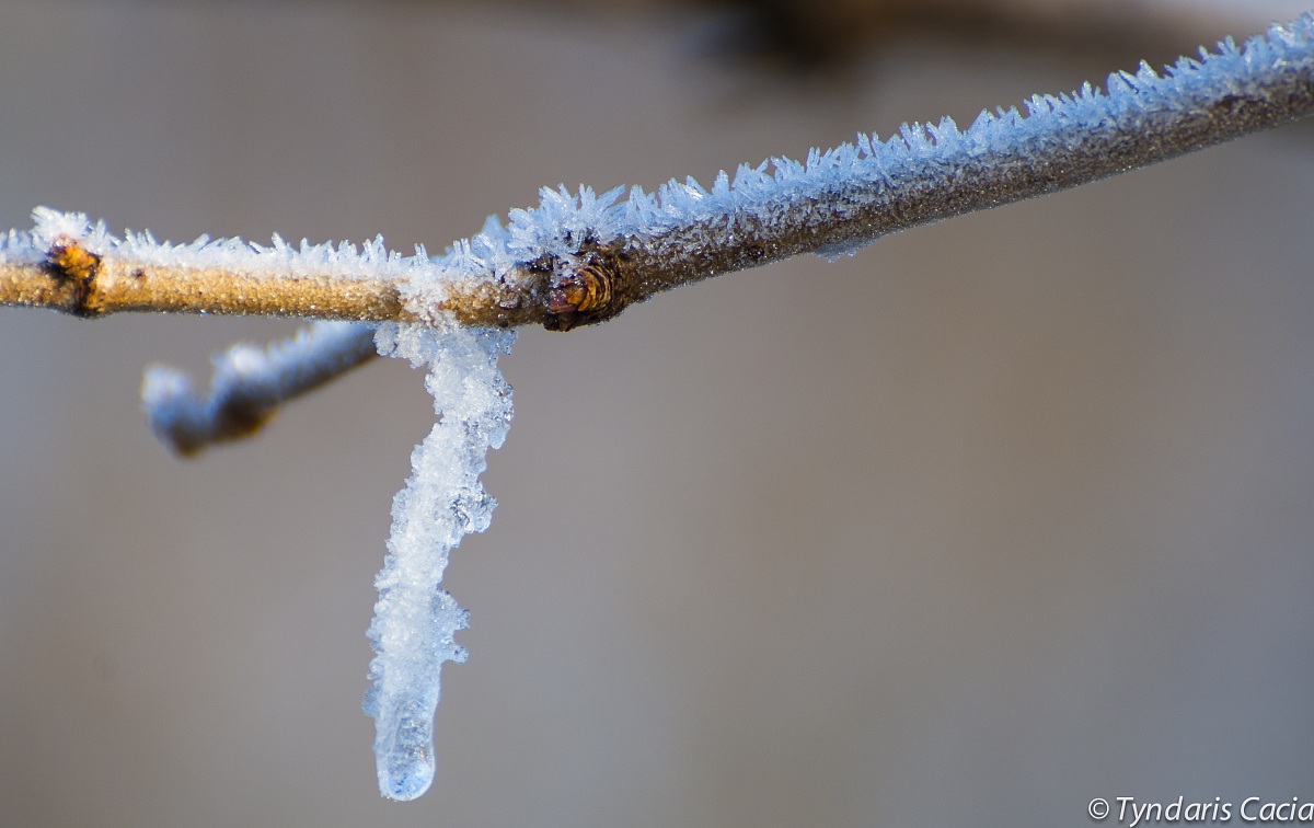 Ramo ghiacciato