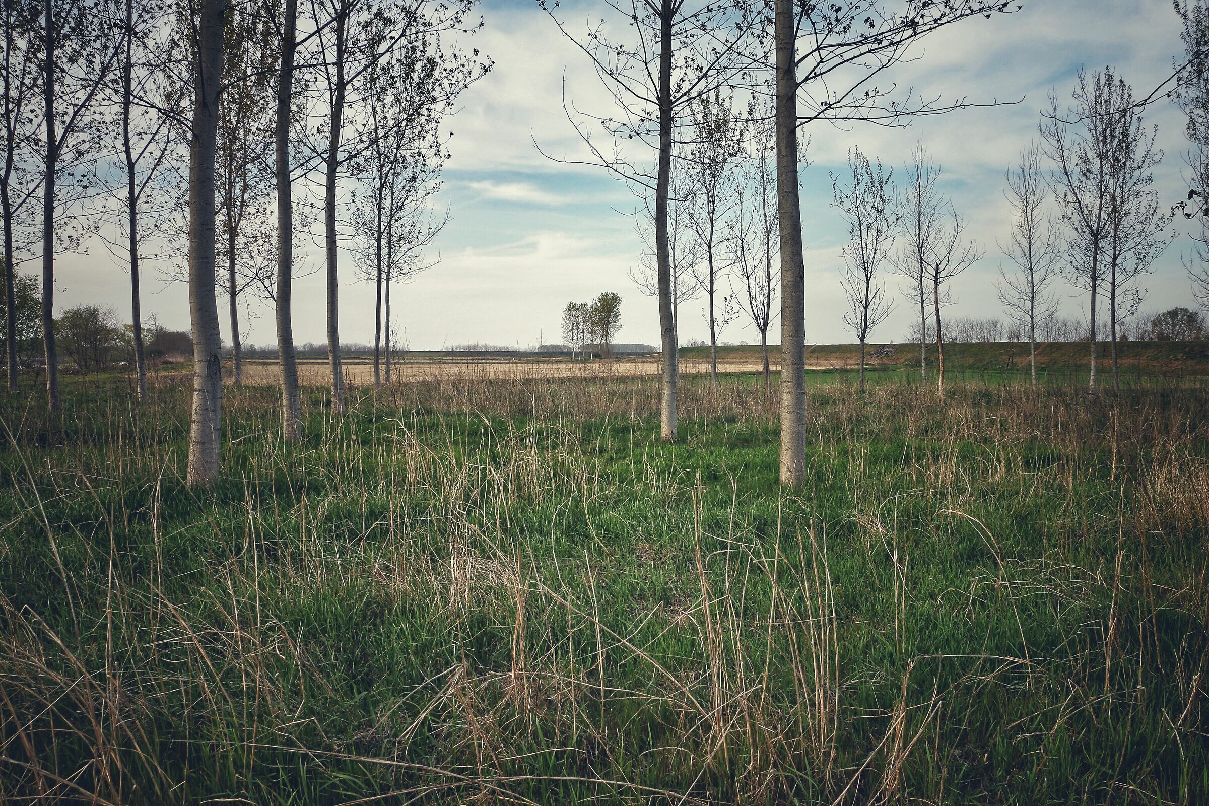 For campaigns of Lower Vercellese.