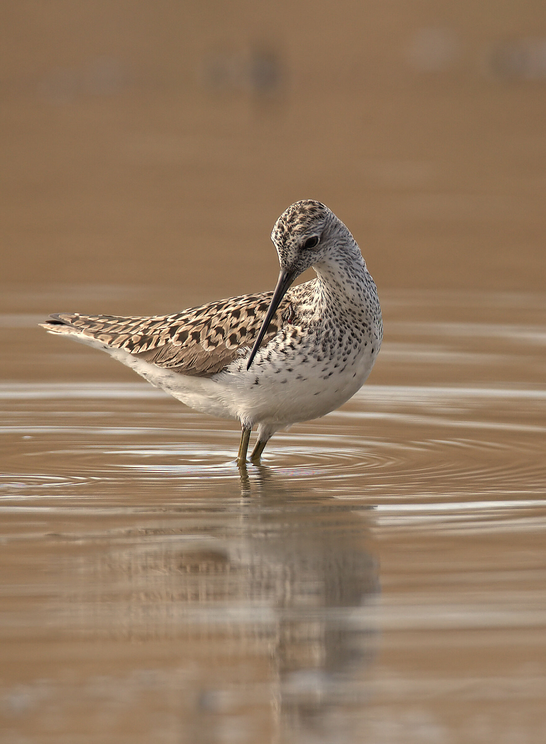 Greenshank