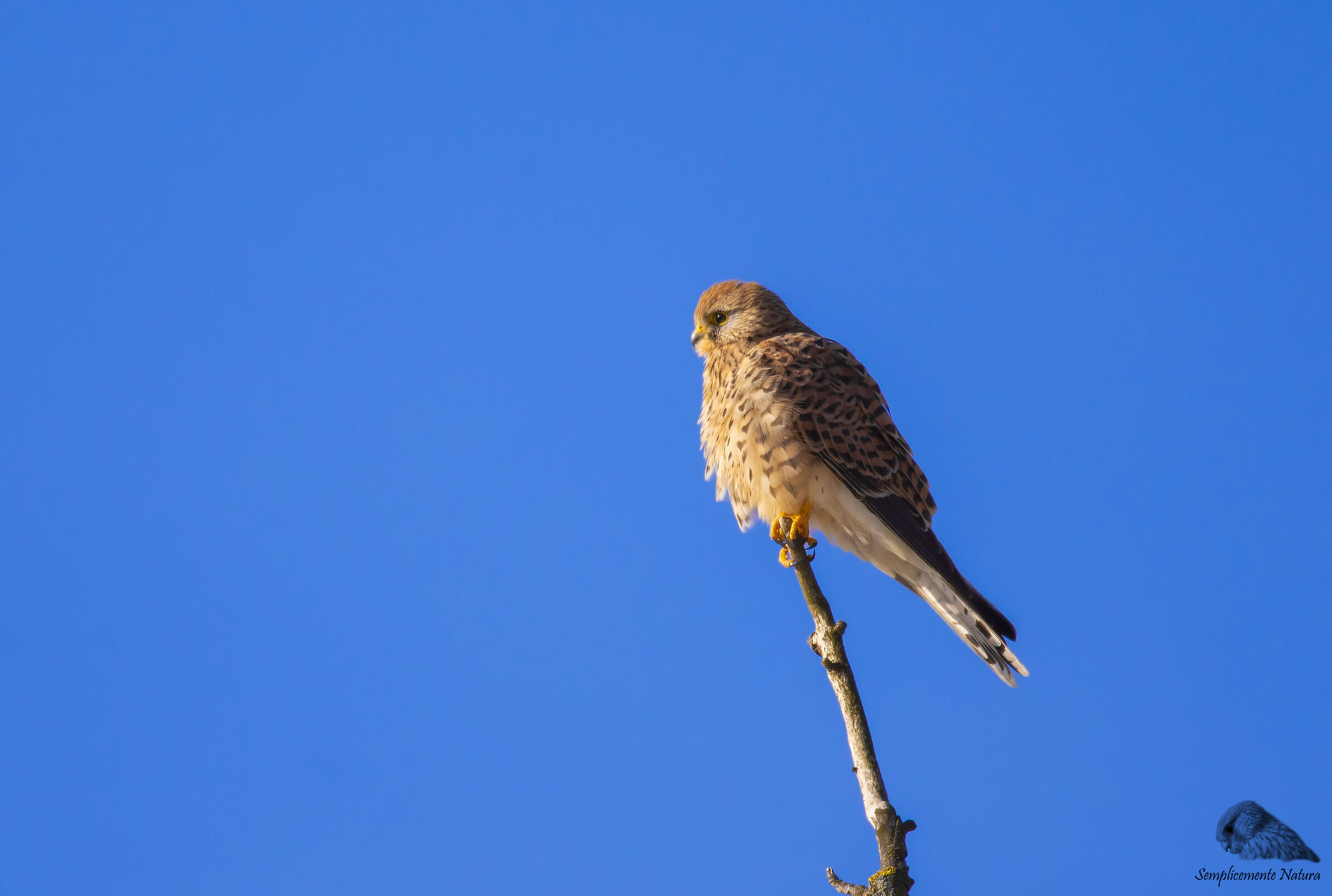 Kestrel (Falco tinnunculus)