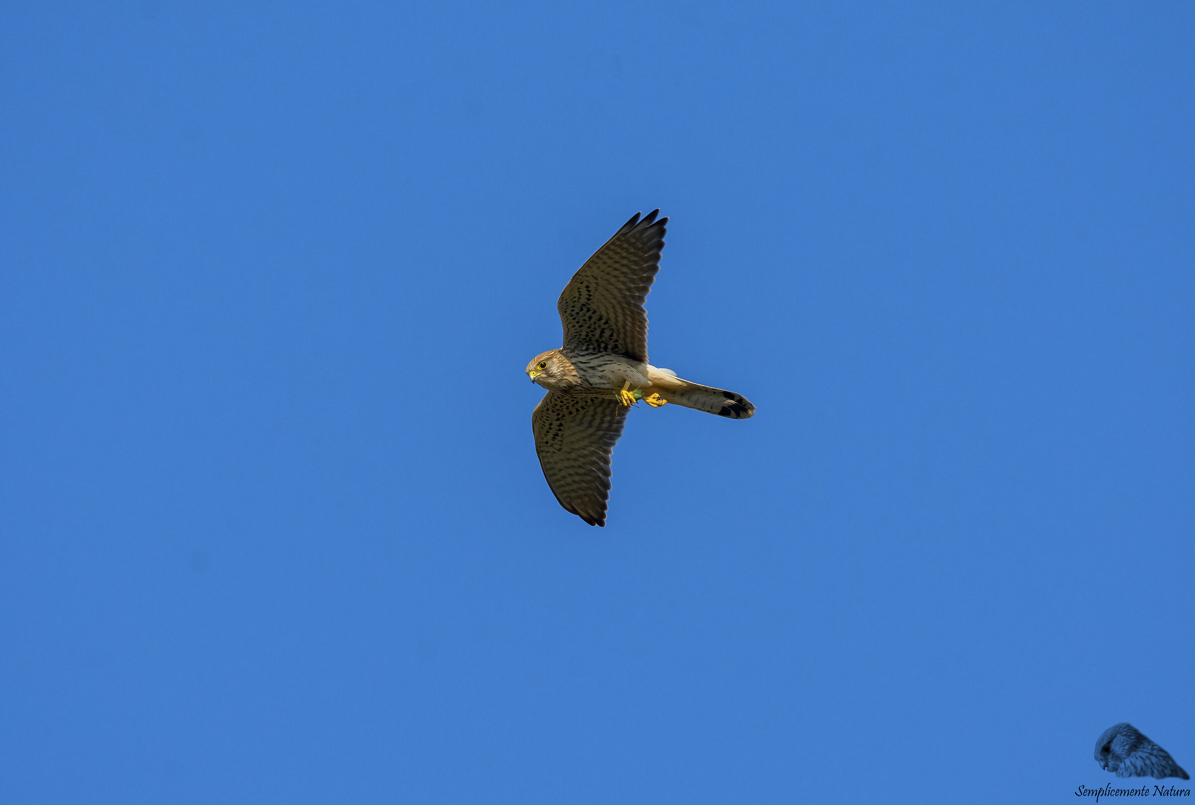 Kestrel (Falco tinnunculus)