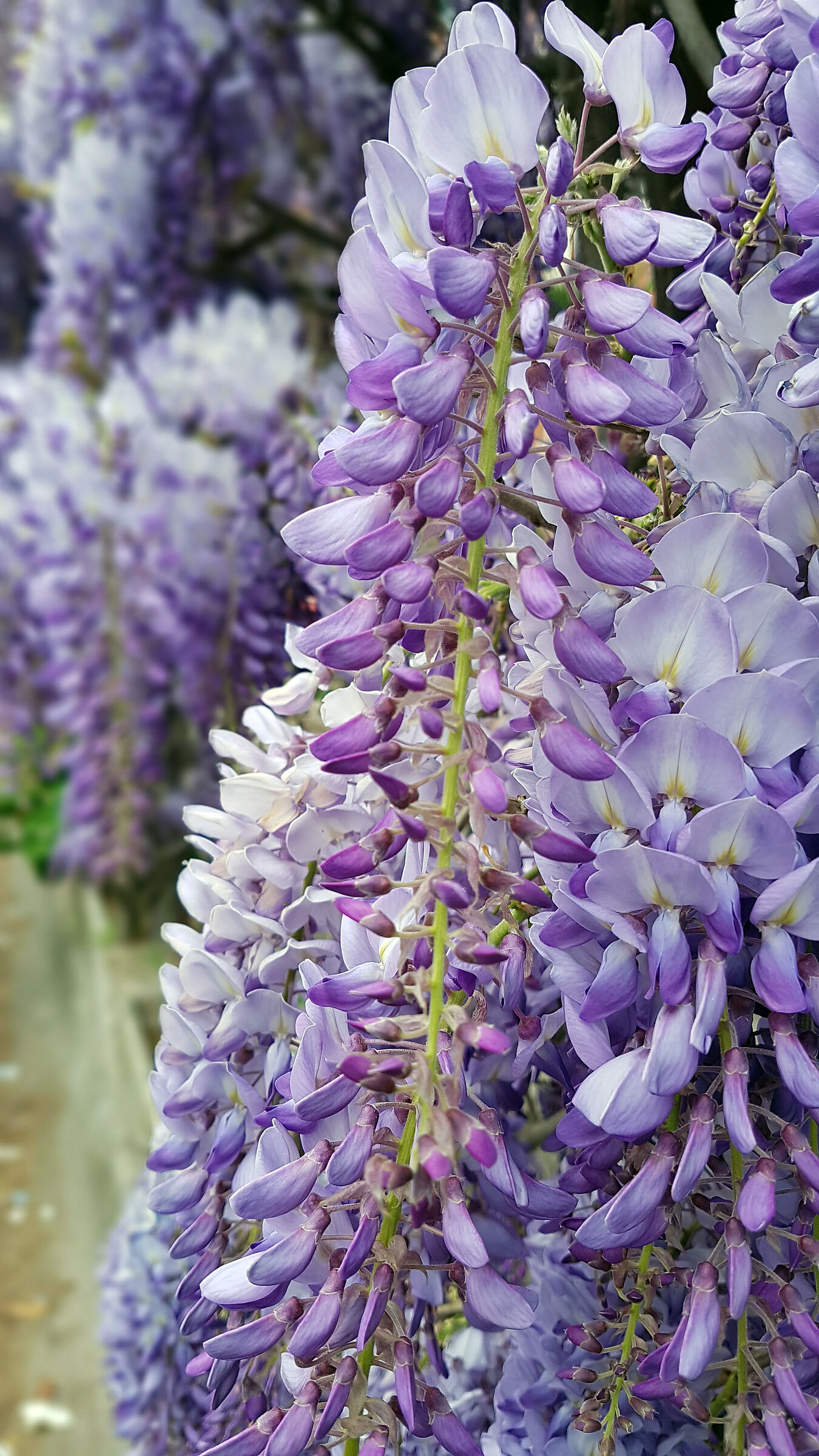 Wisteria