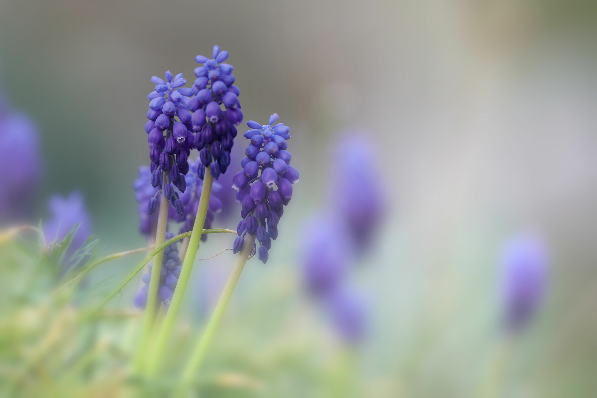 Muscari