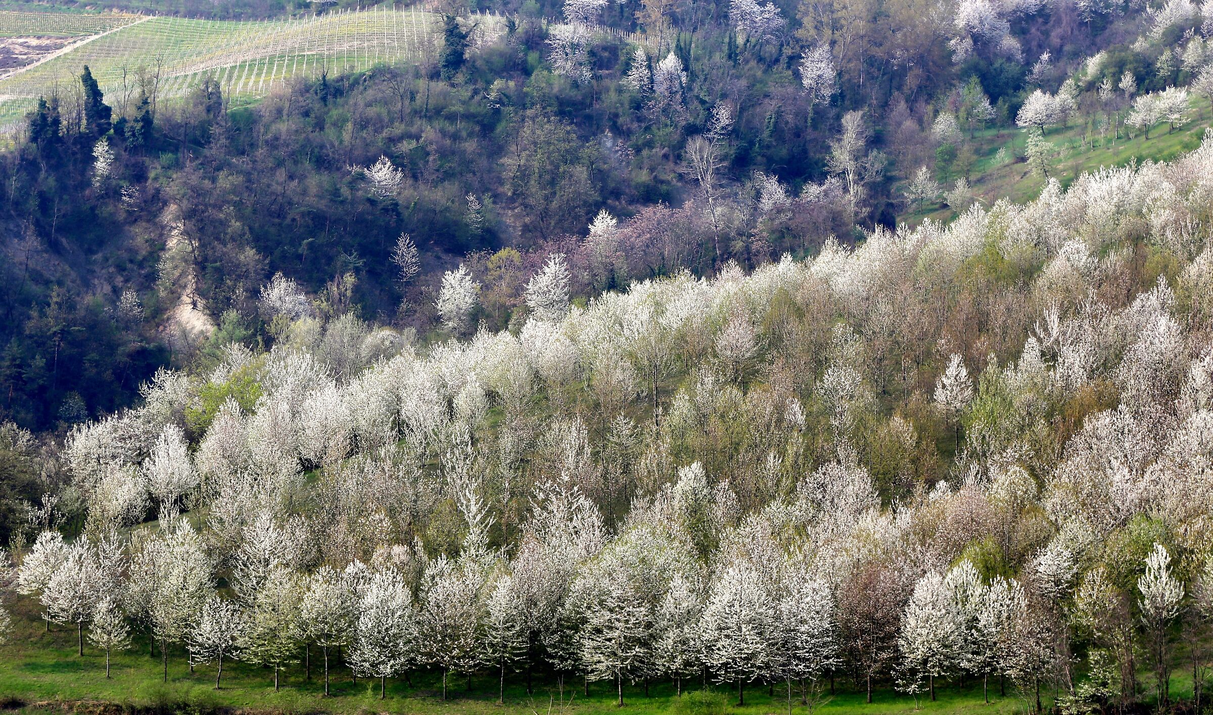 ciliegi in fiore a Diano d'Alba