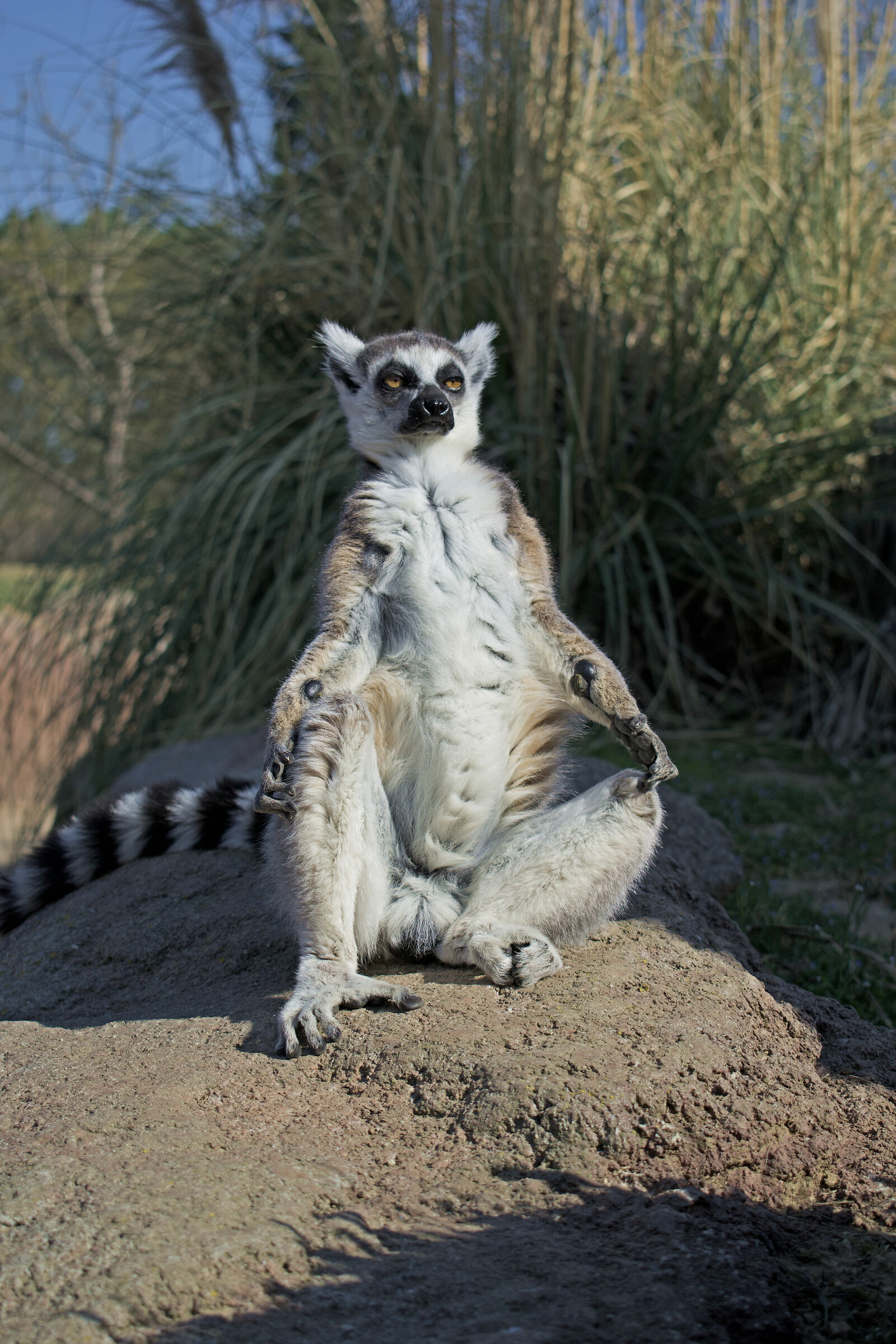 Lemure al Sole