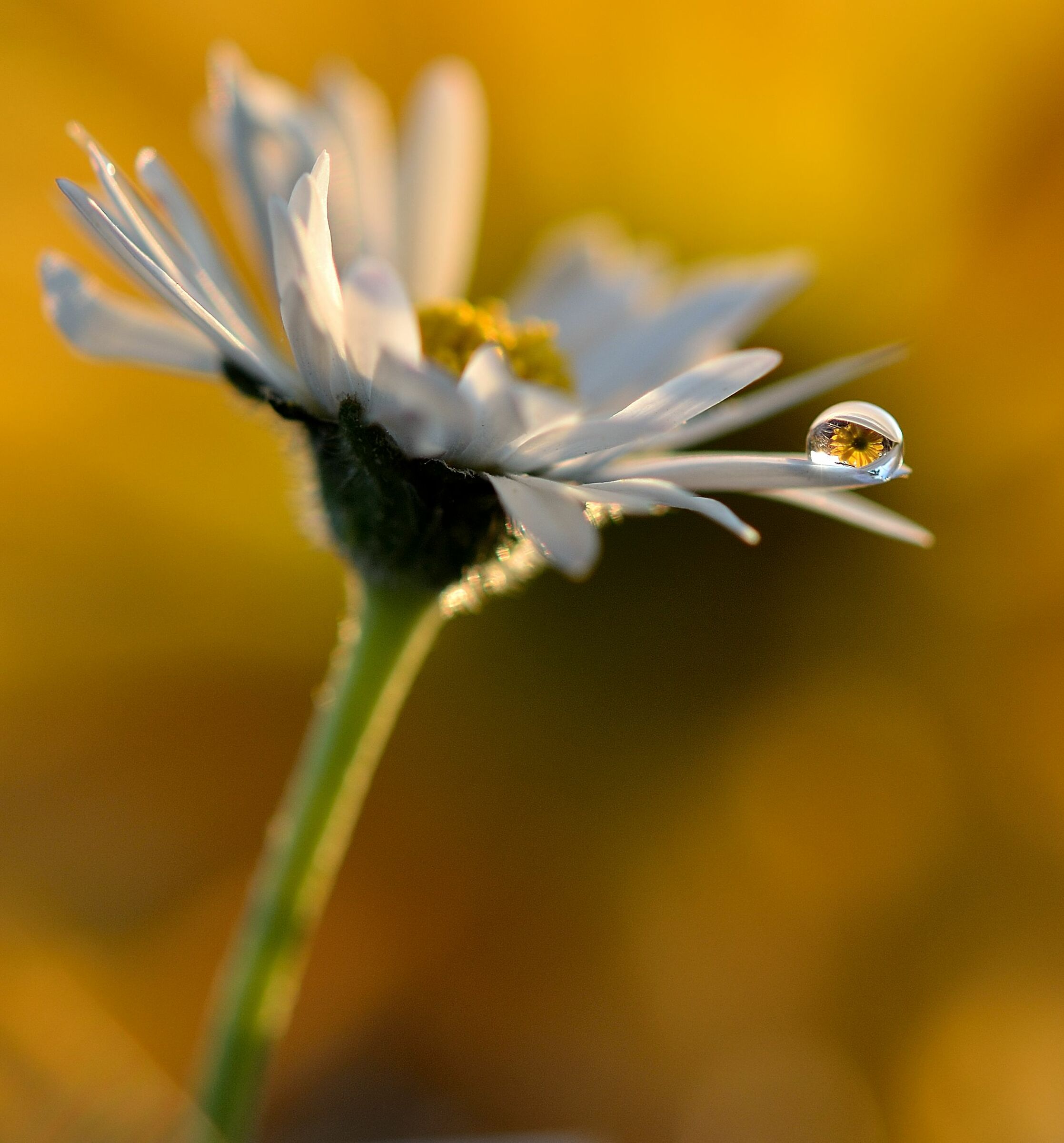 fiorellini al tramonto
