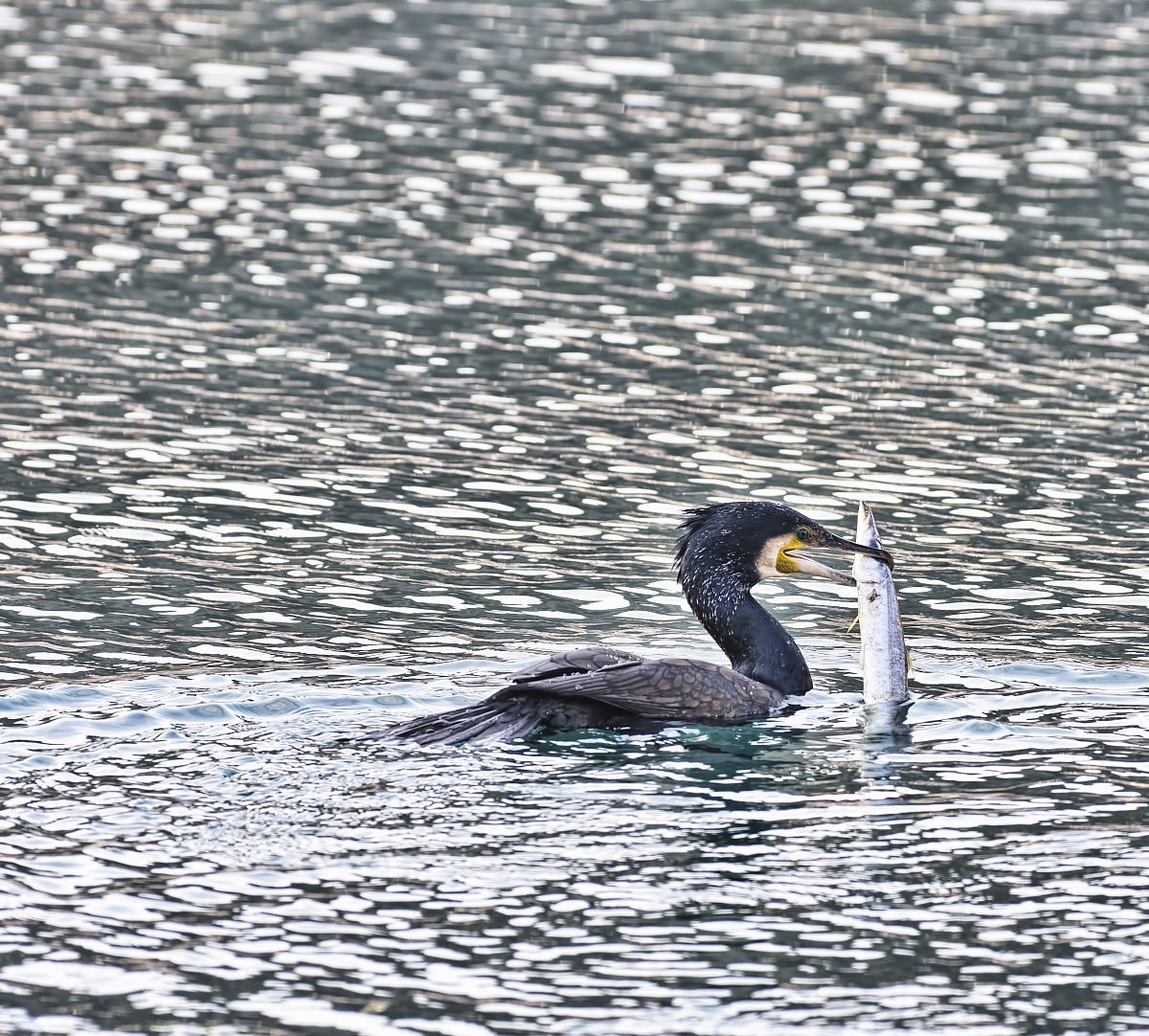 Cormorano