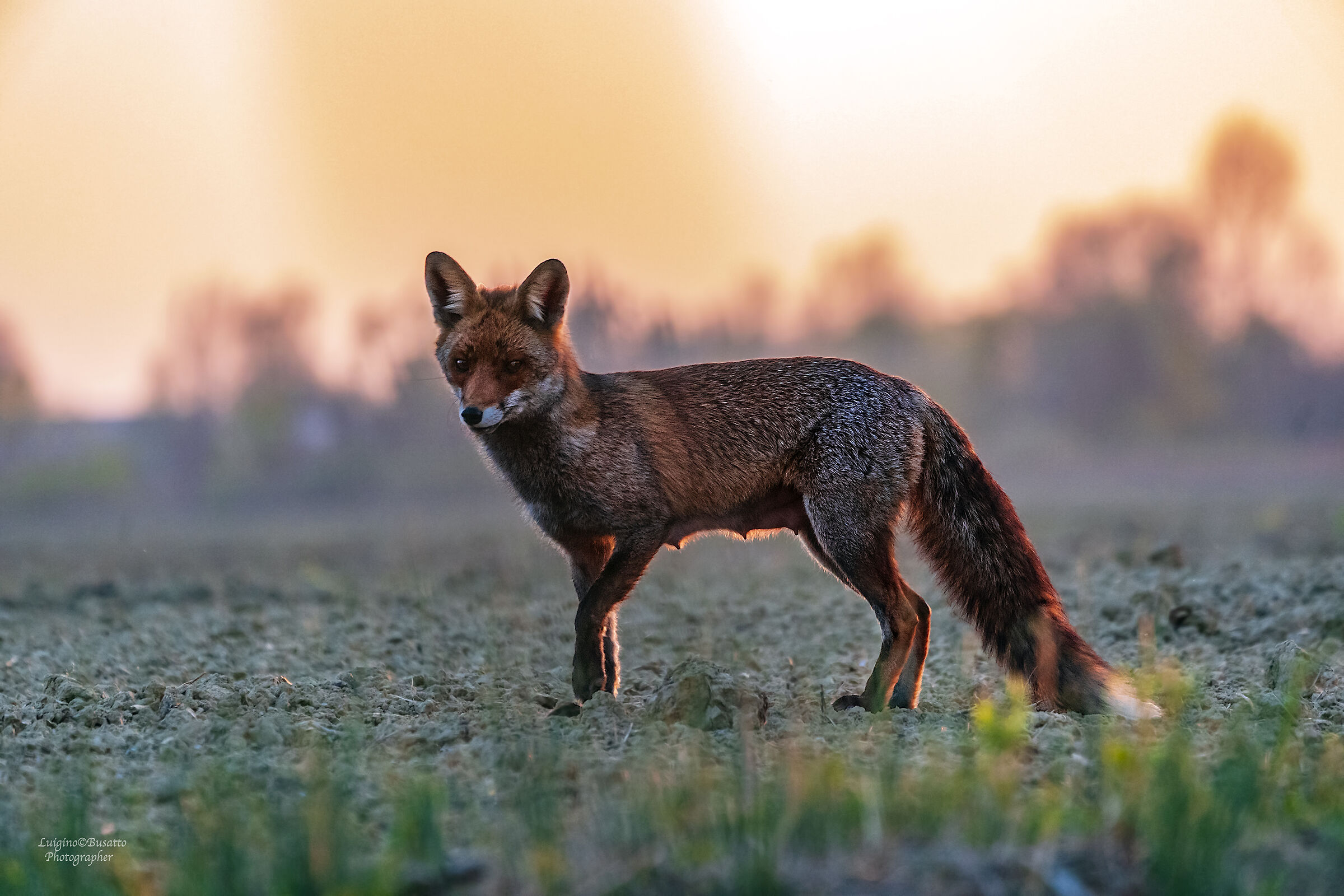 Volpe al Tramonto