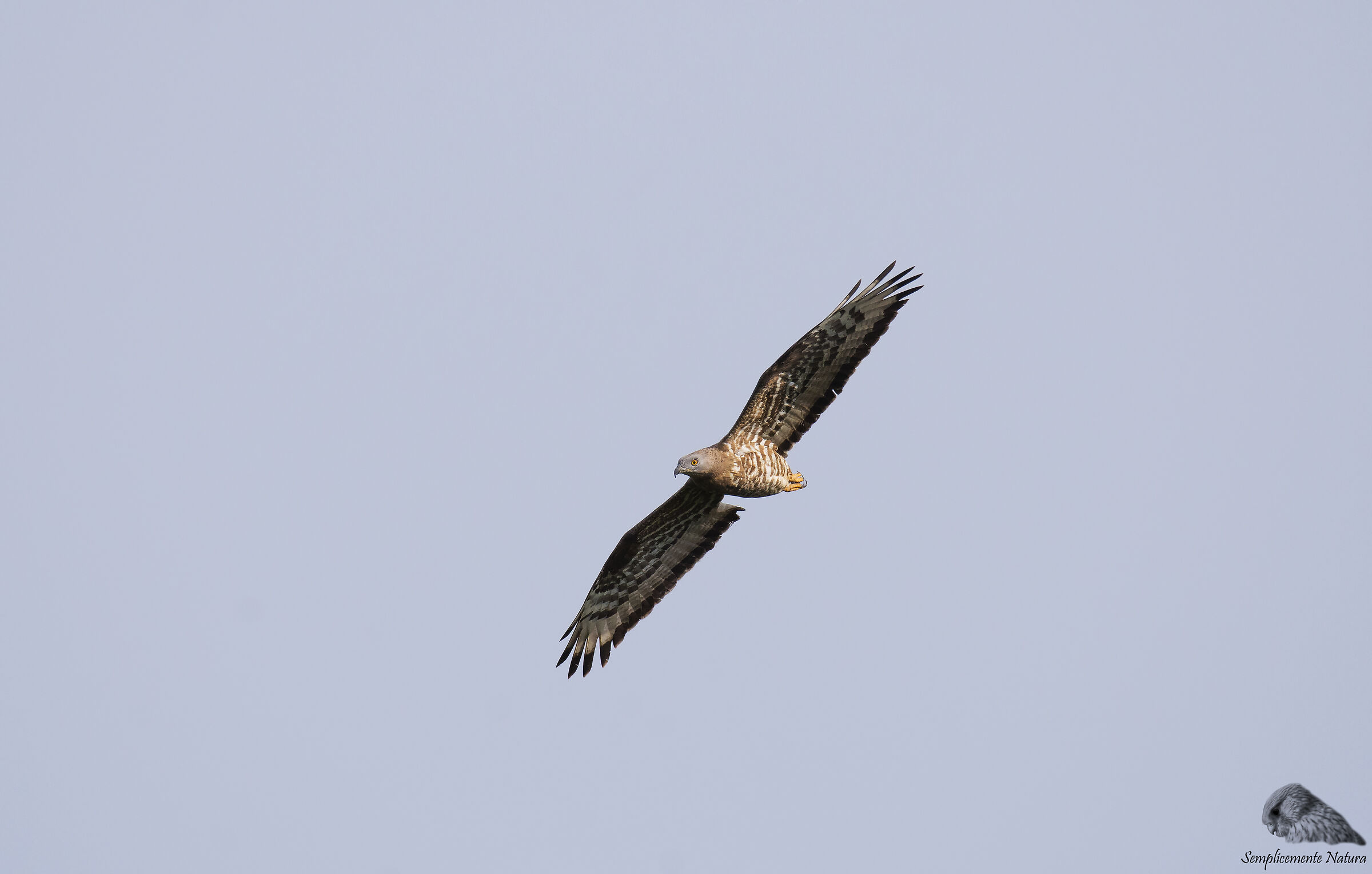 Pecchiaiolo Falcon (Pernis apivorus)