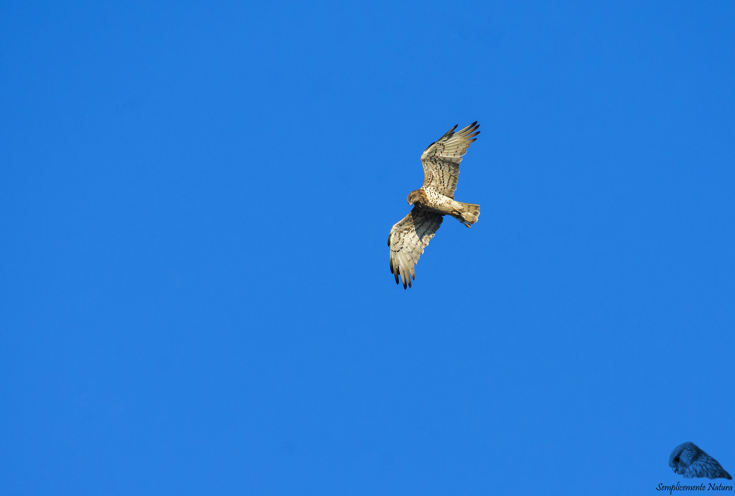 Biancone (Circaetus gallicus)